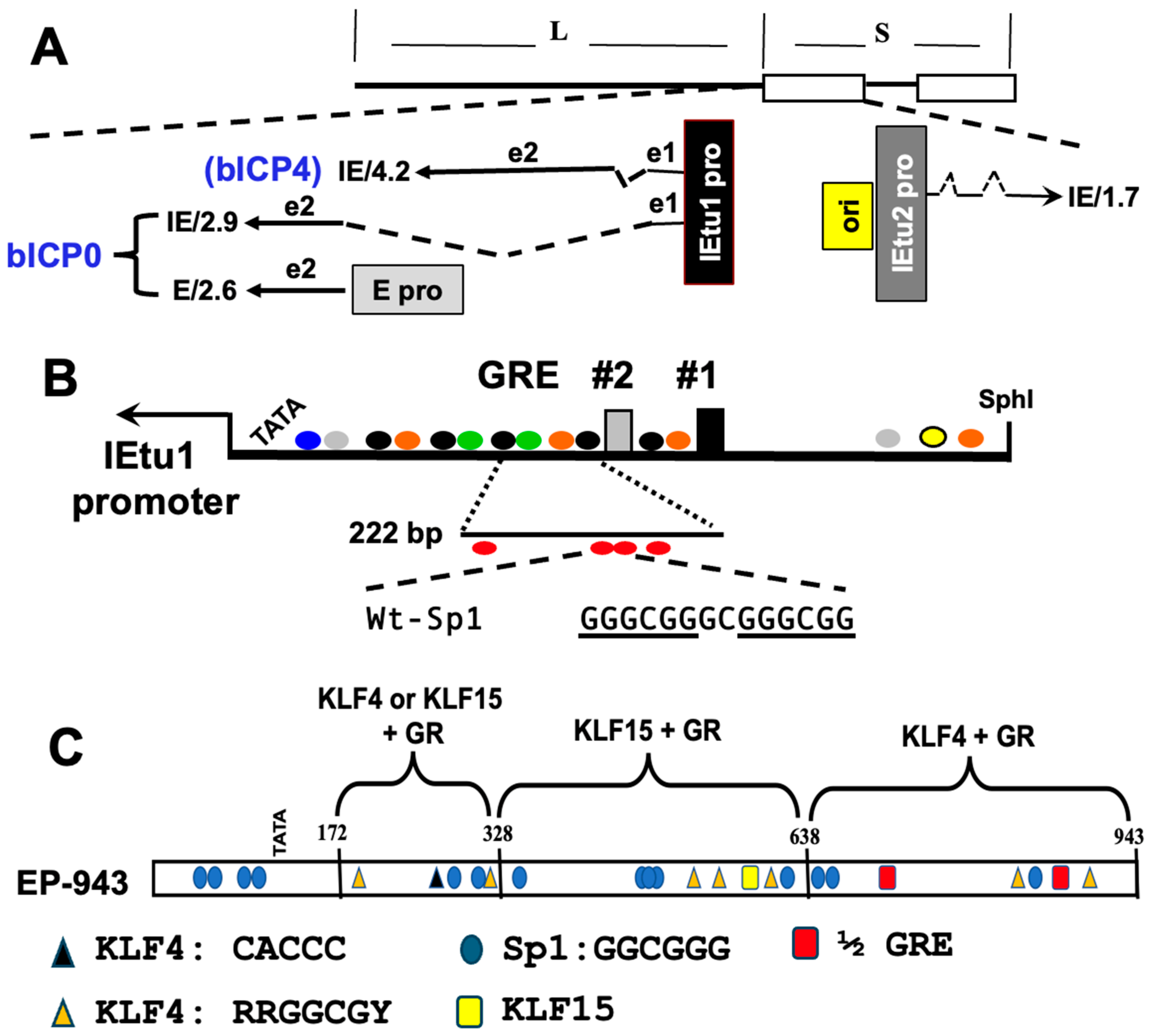Viruses 16 01675 g004