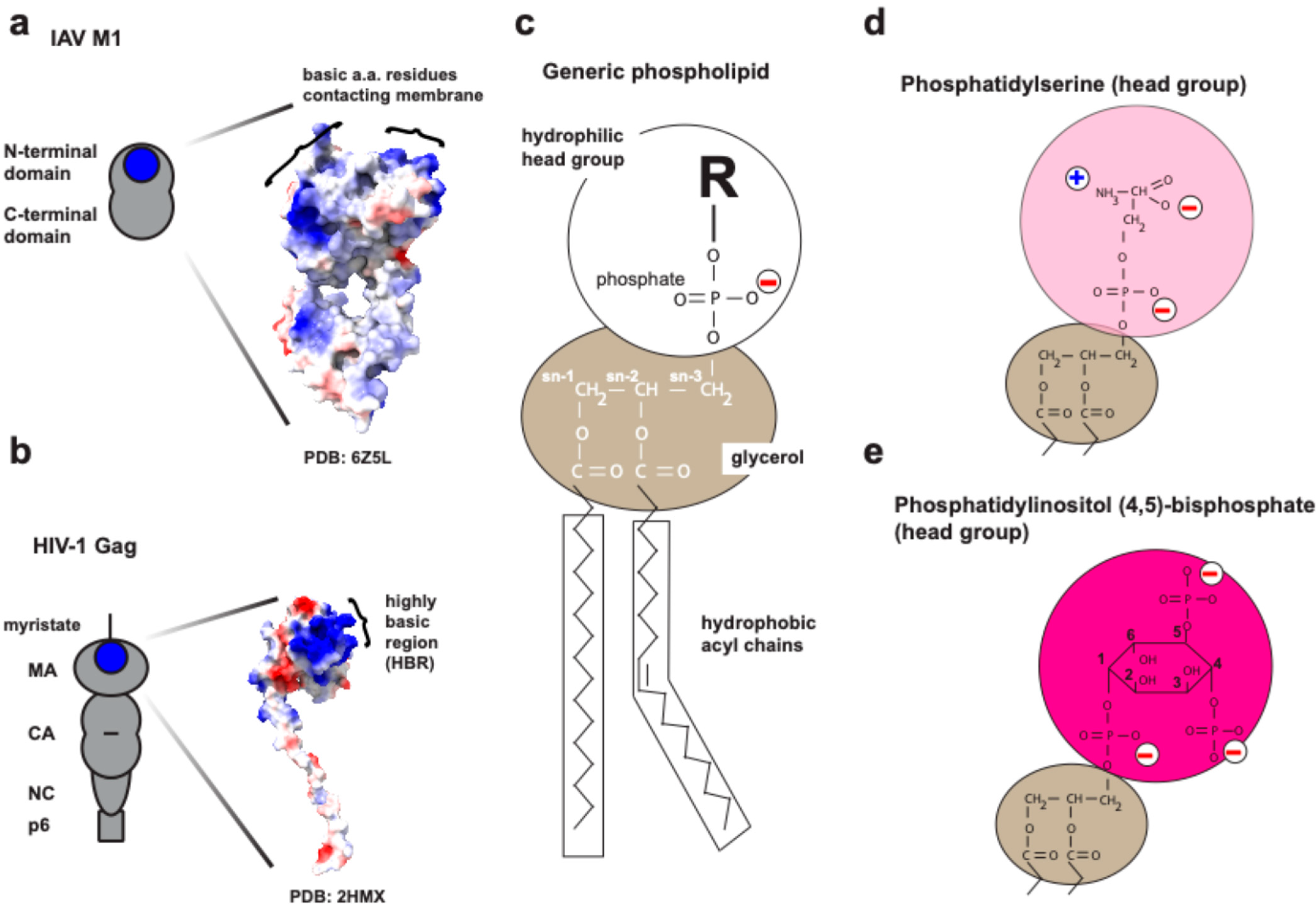 Viruses 16 01714 g001