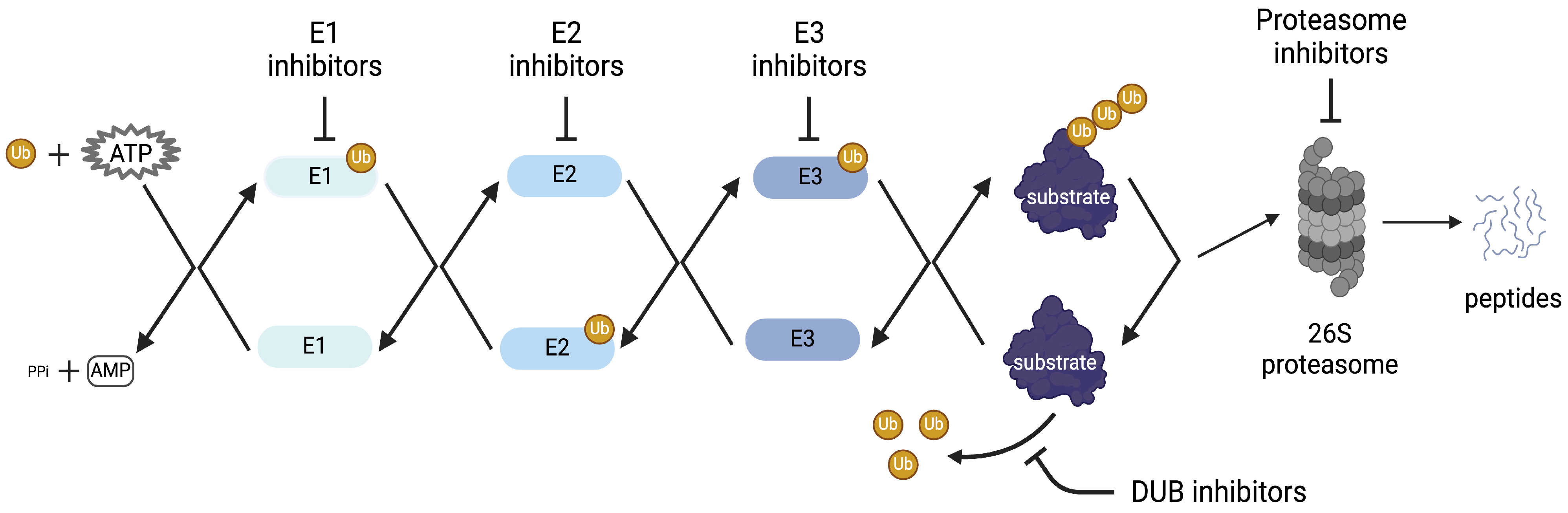 Viruses 16 01727 g001