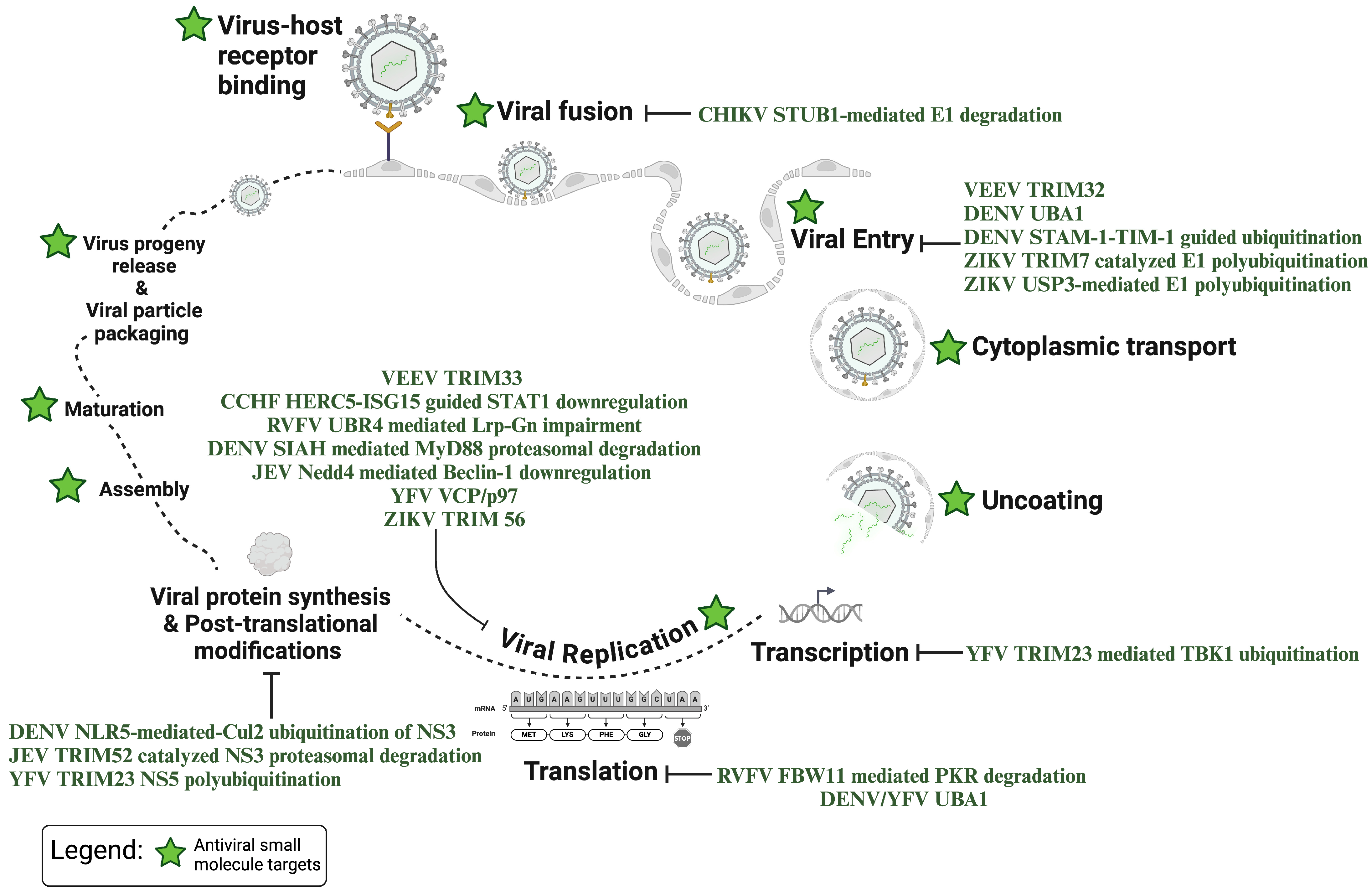 Viruses 16 01727 g002