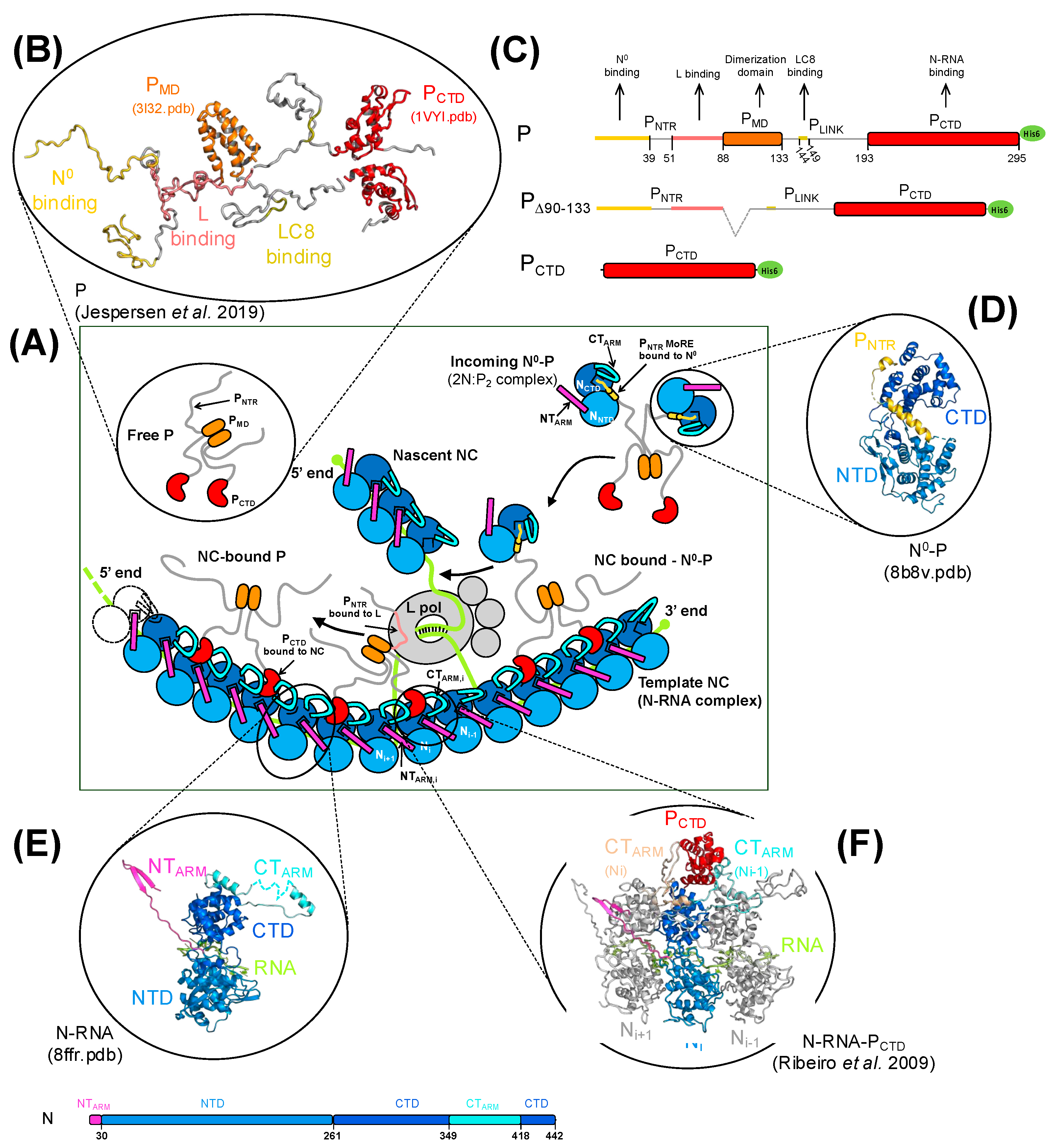Viruses 16 01735 g001