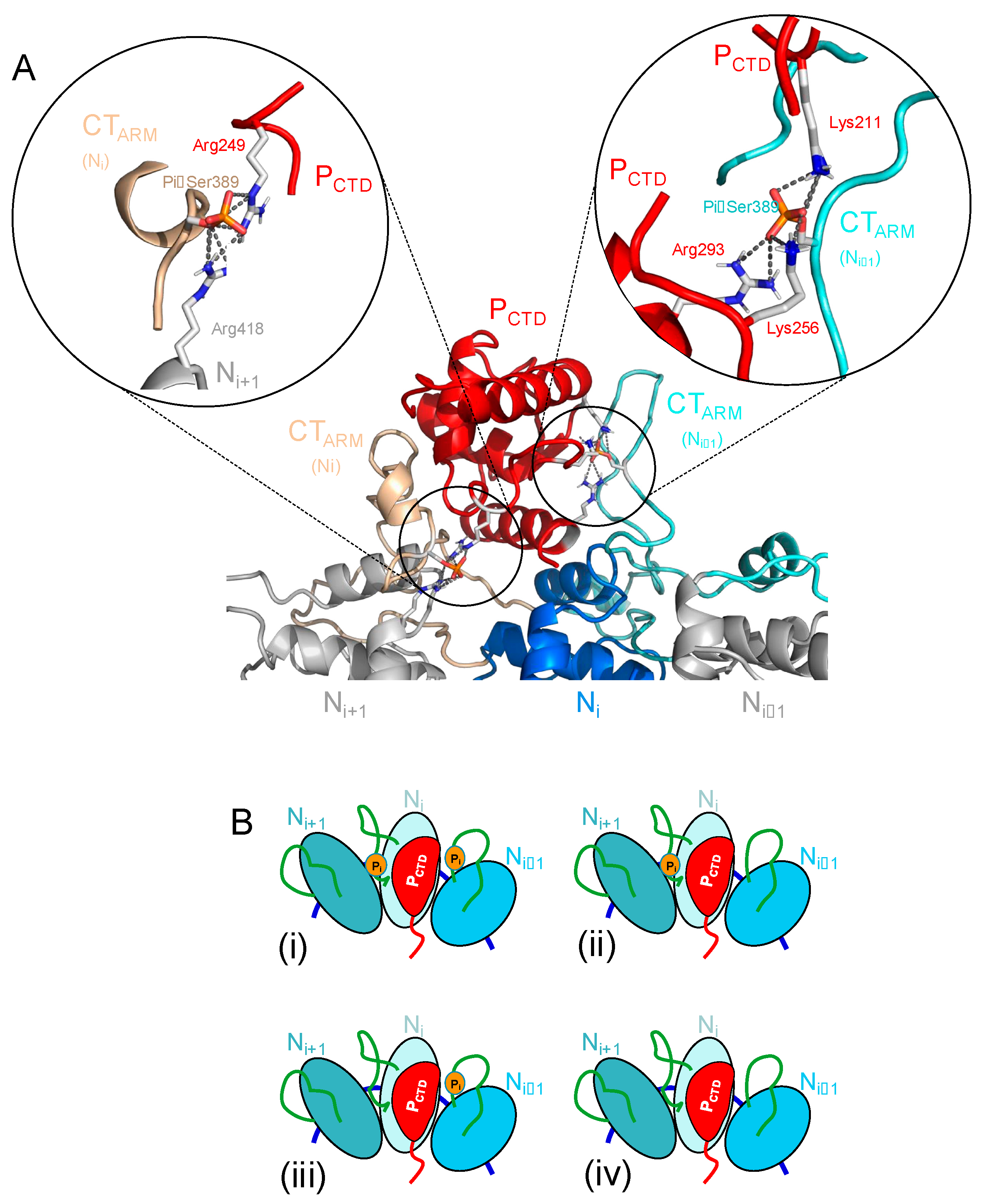 Viruses 16 01735 g008