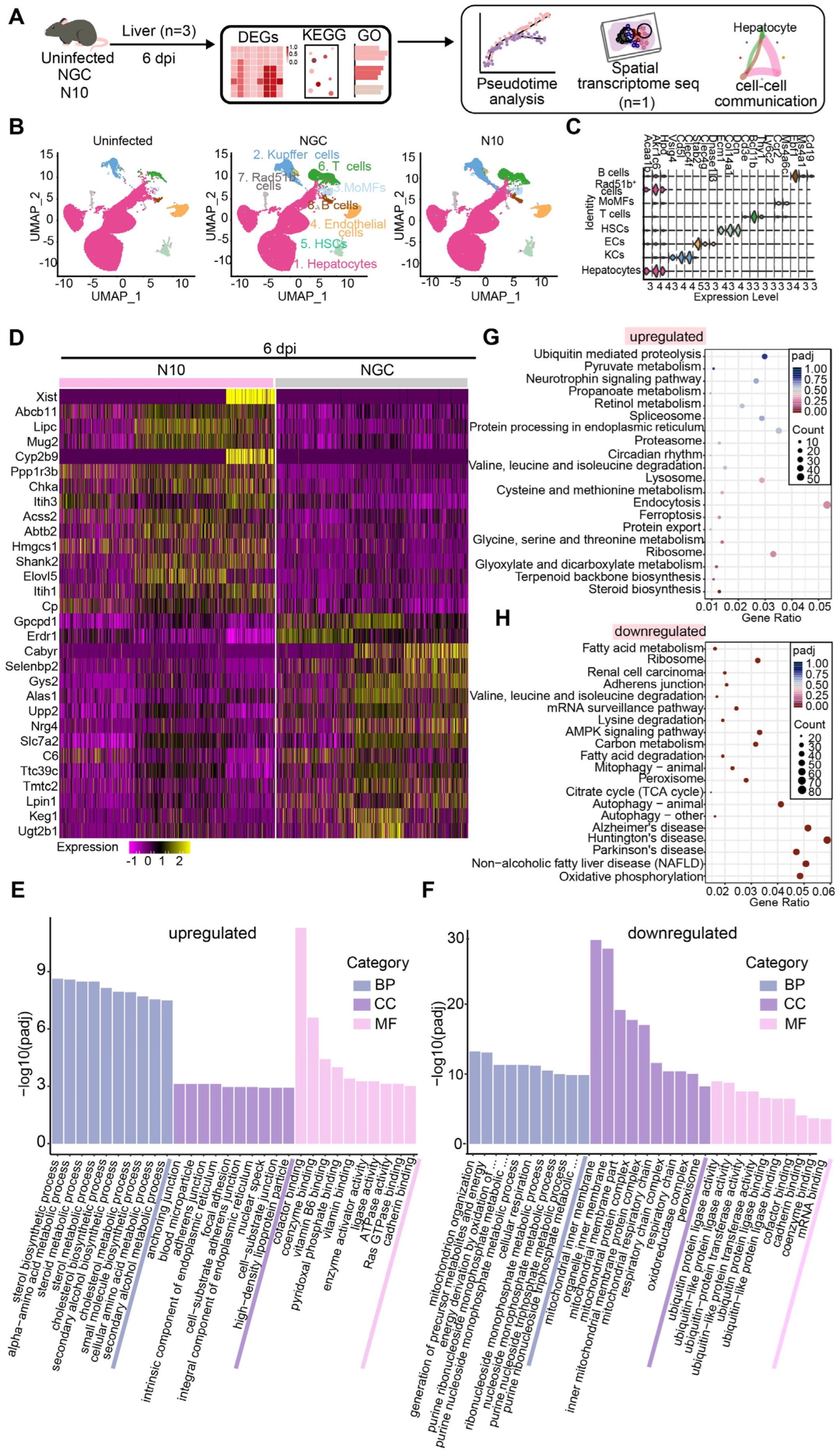 Viruses 16 01779 g003