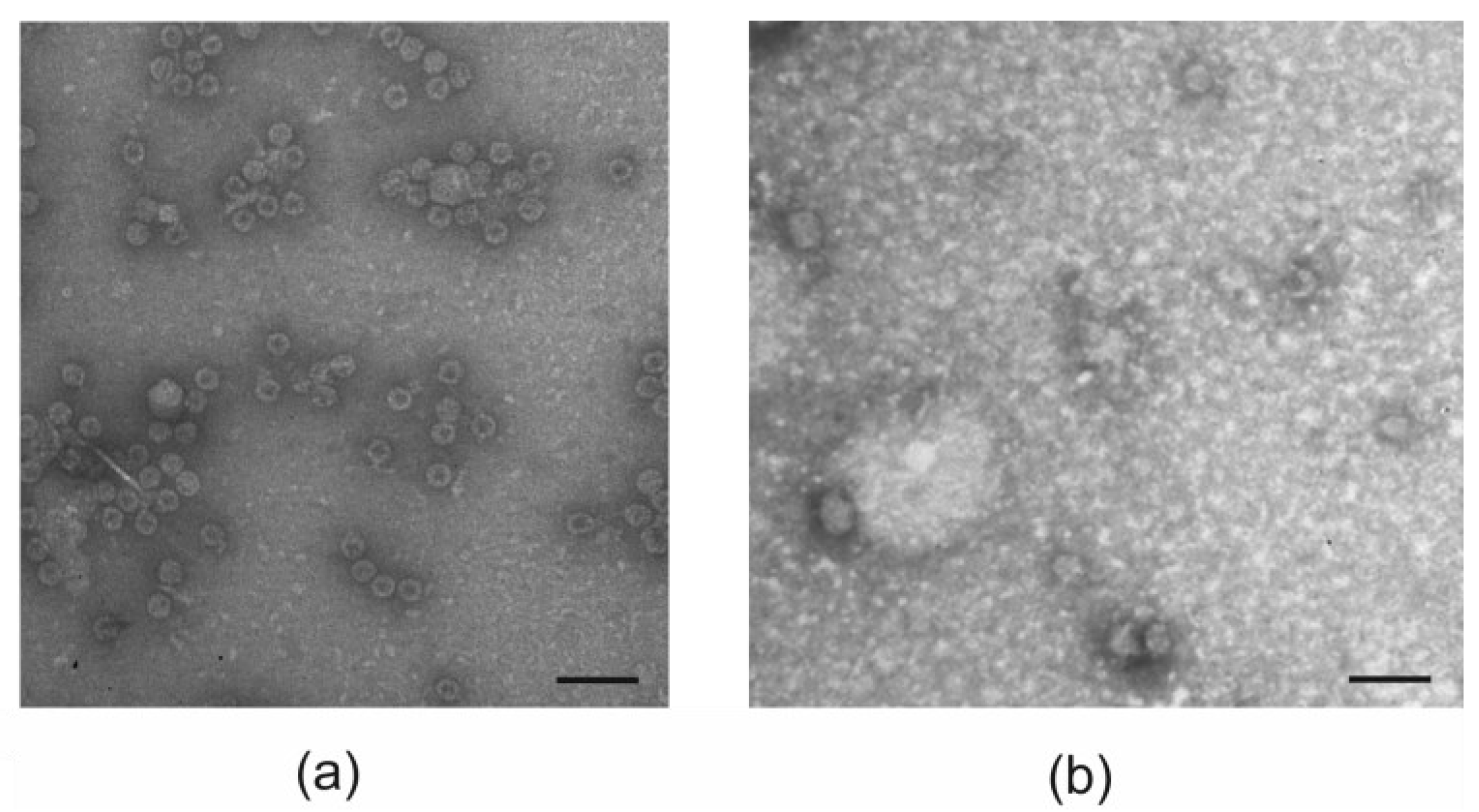 Viruses 16 01802 g004