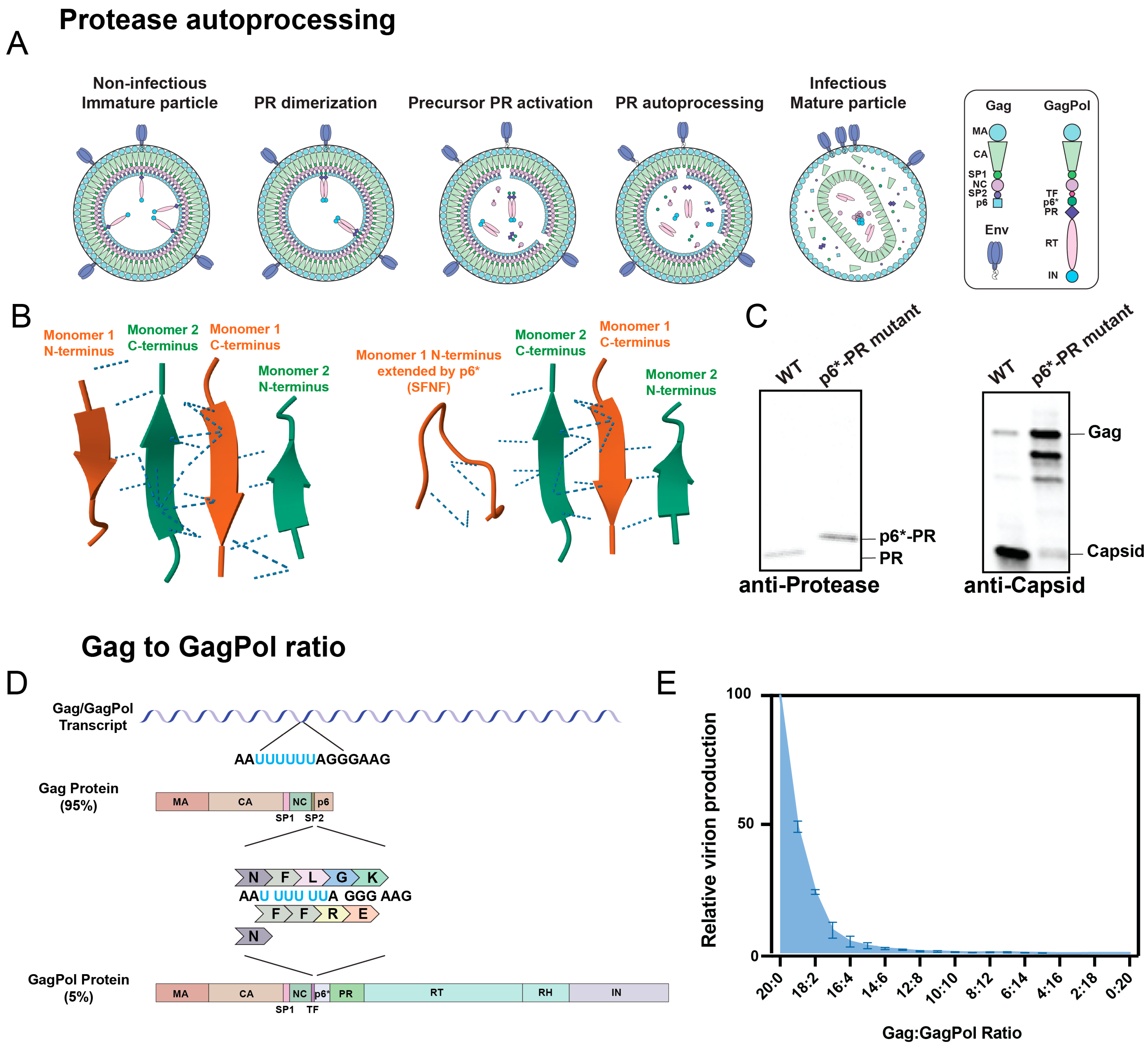 Viruses 16 01826 g002a