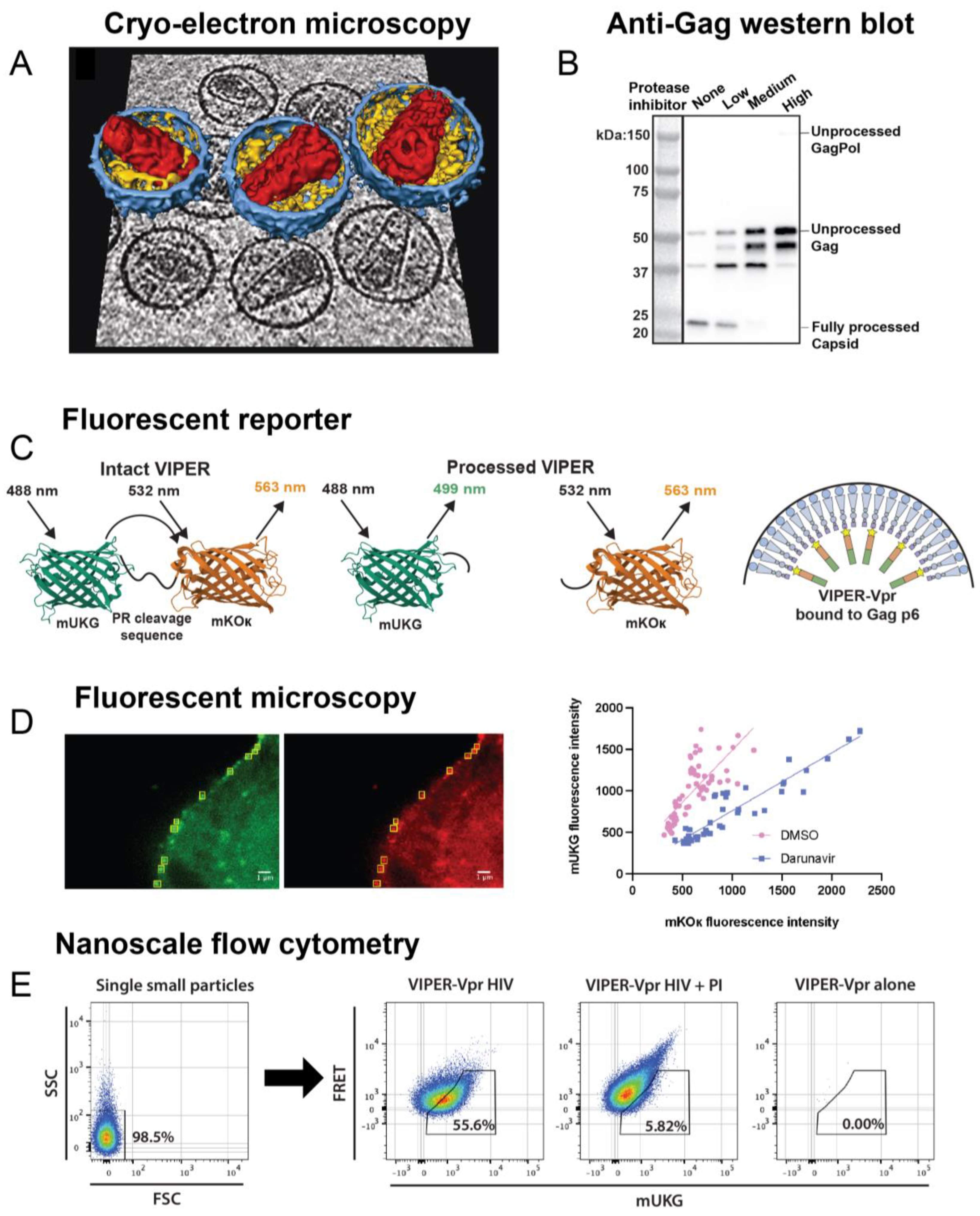 Viruses 16 01826 g003a