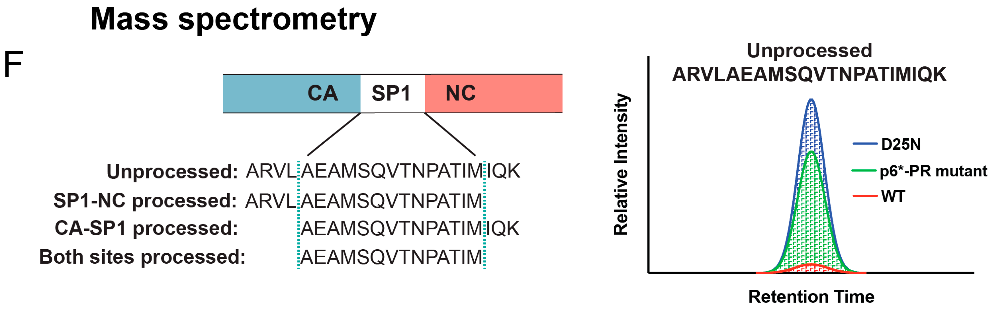 Viruses 16 01826 g003b