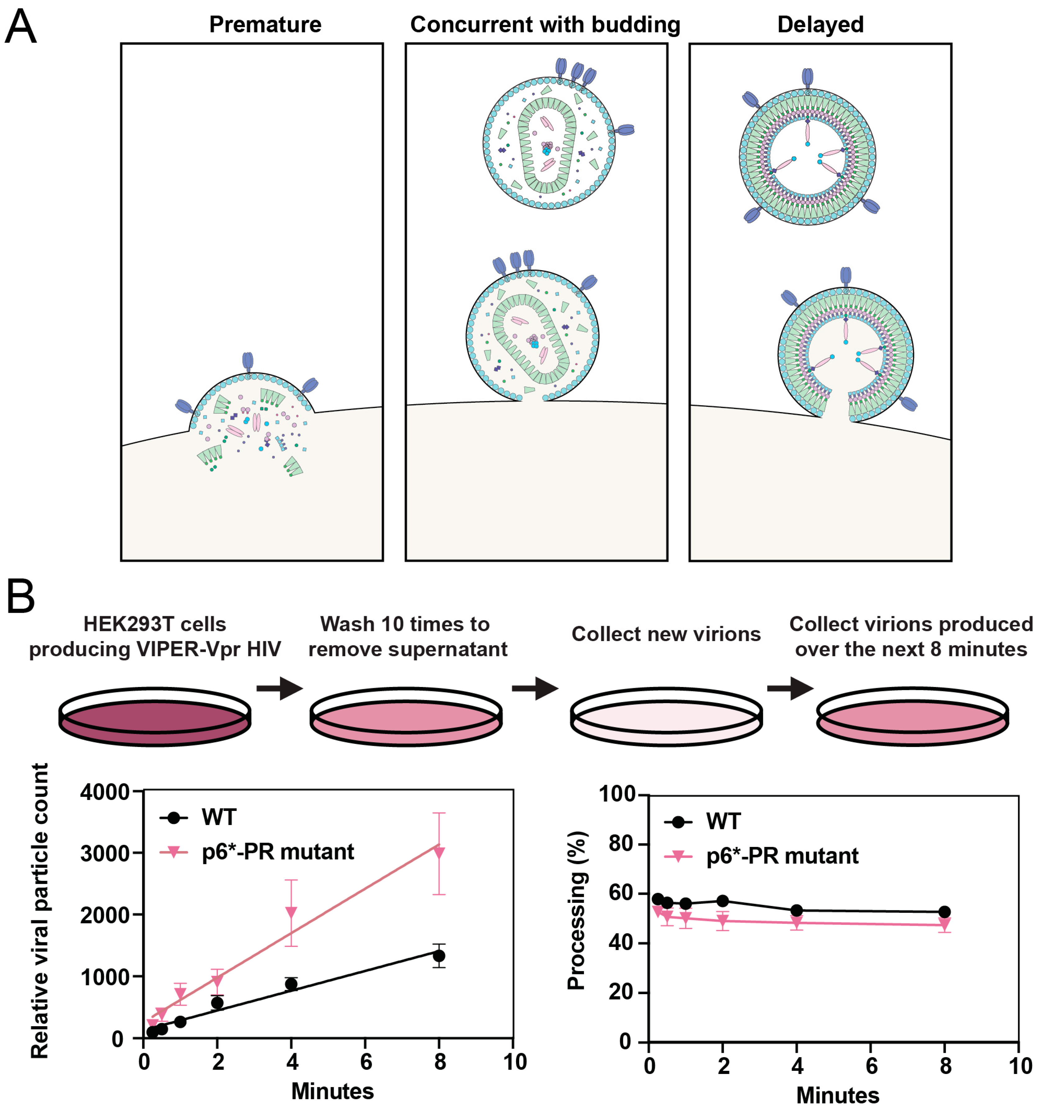 Viruses 16 01826 g004