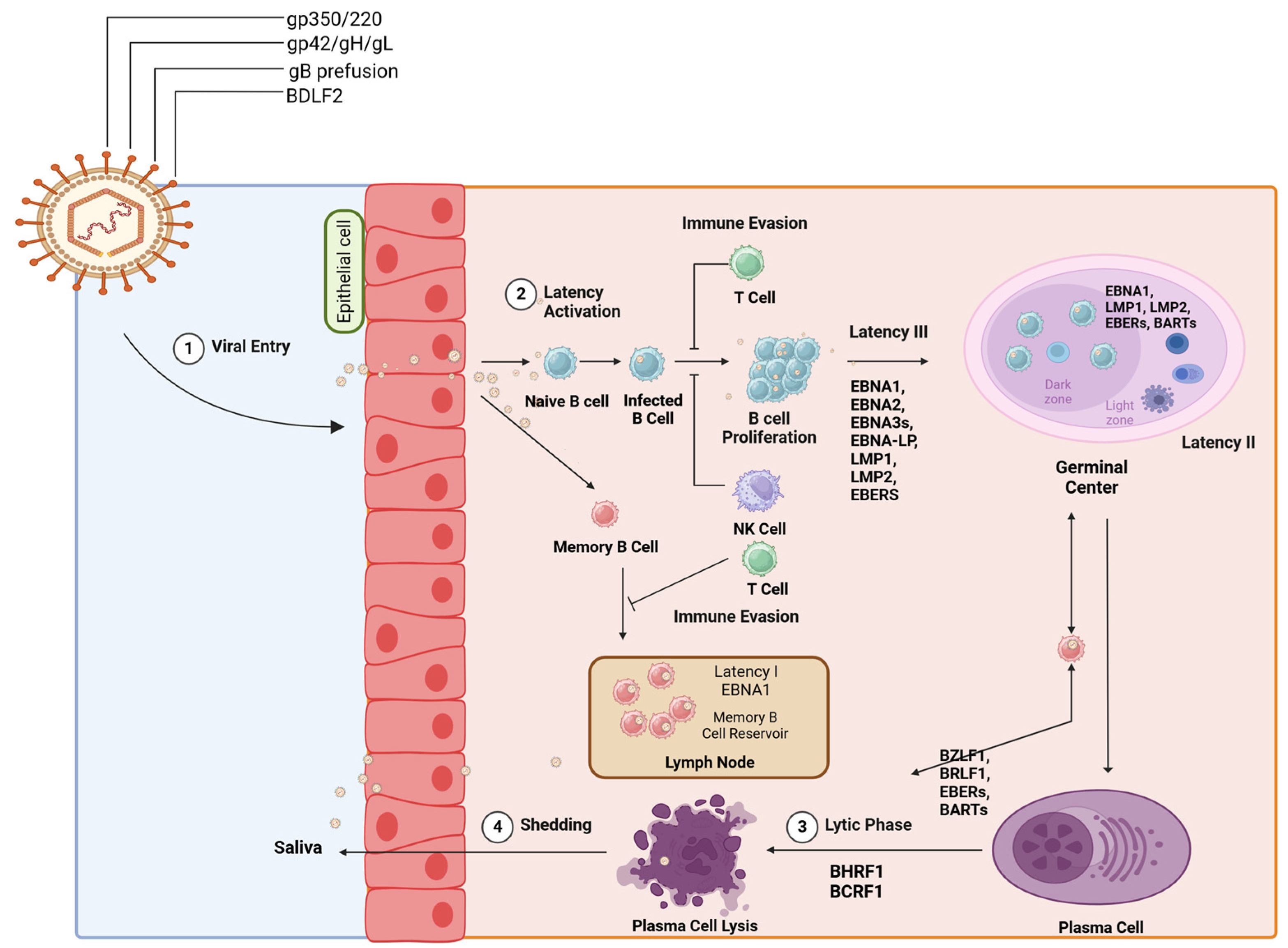 Viruses 16 01928 g001