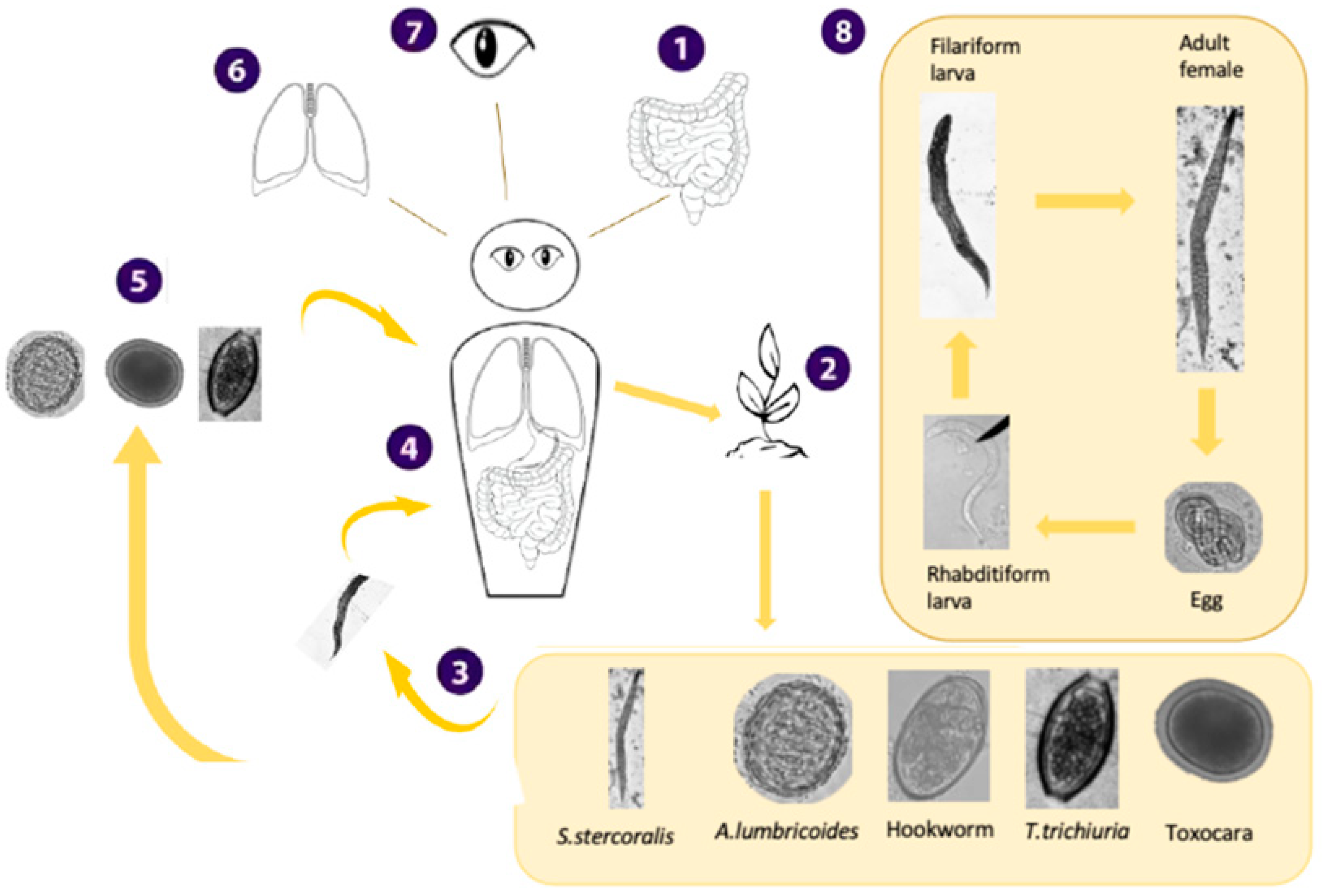 Viruses 17 00029 g0a1