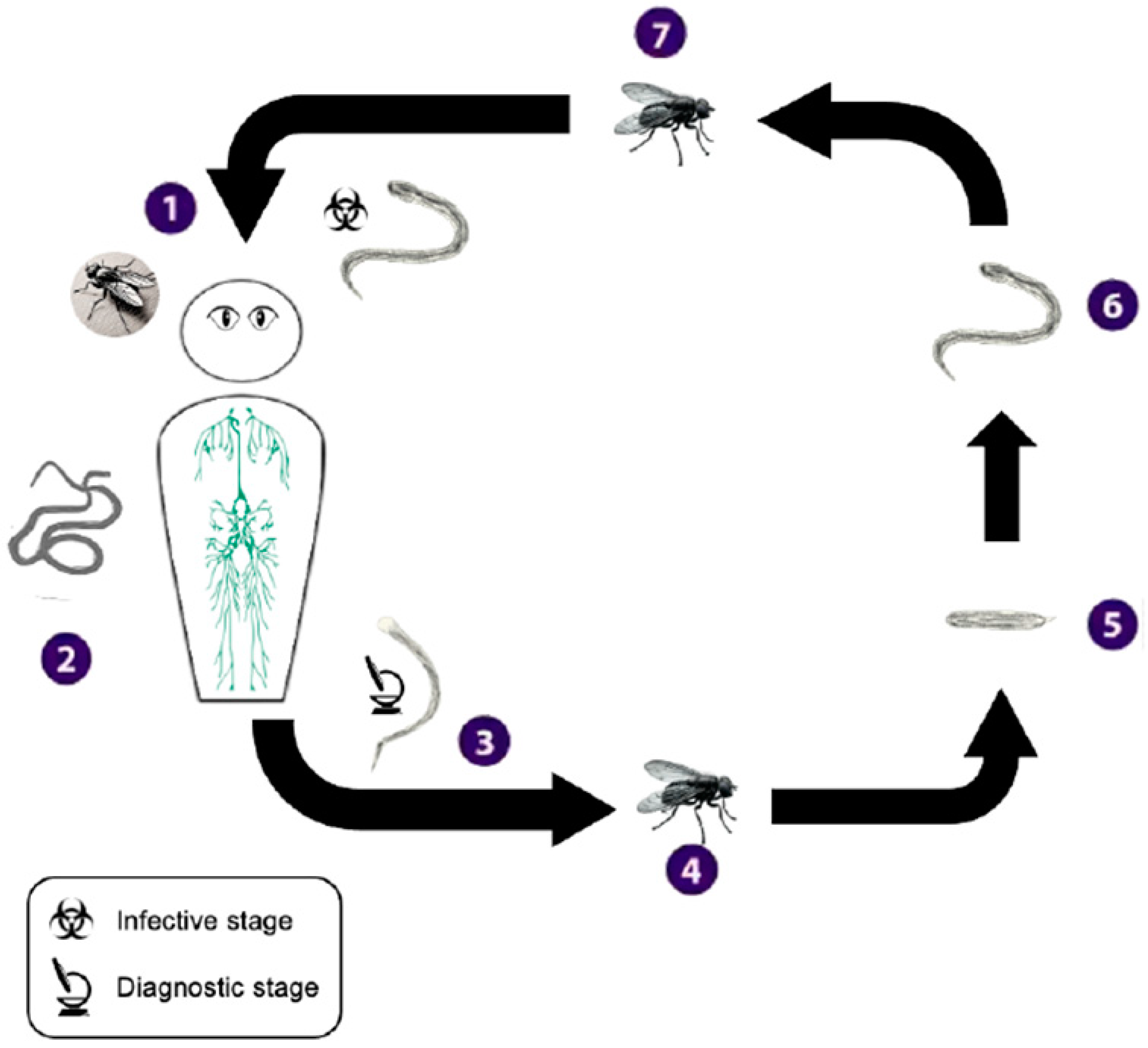 Viruses 17 00029 g0a4