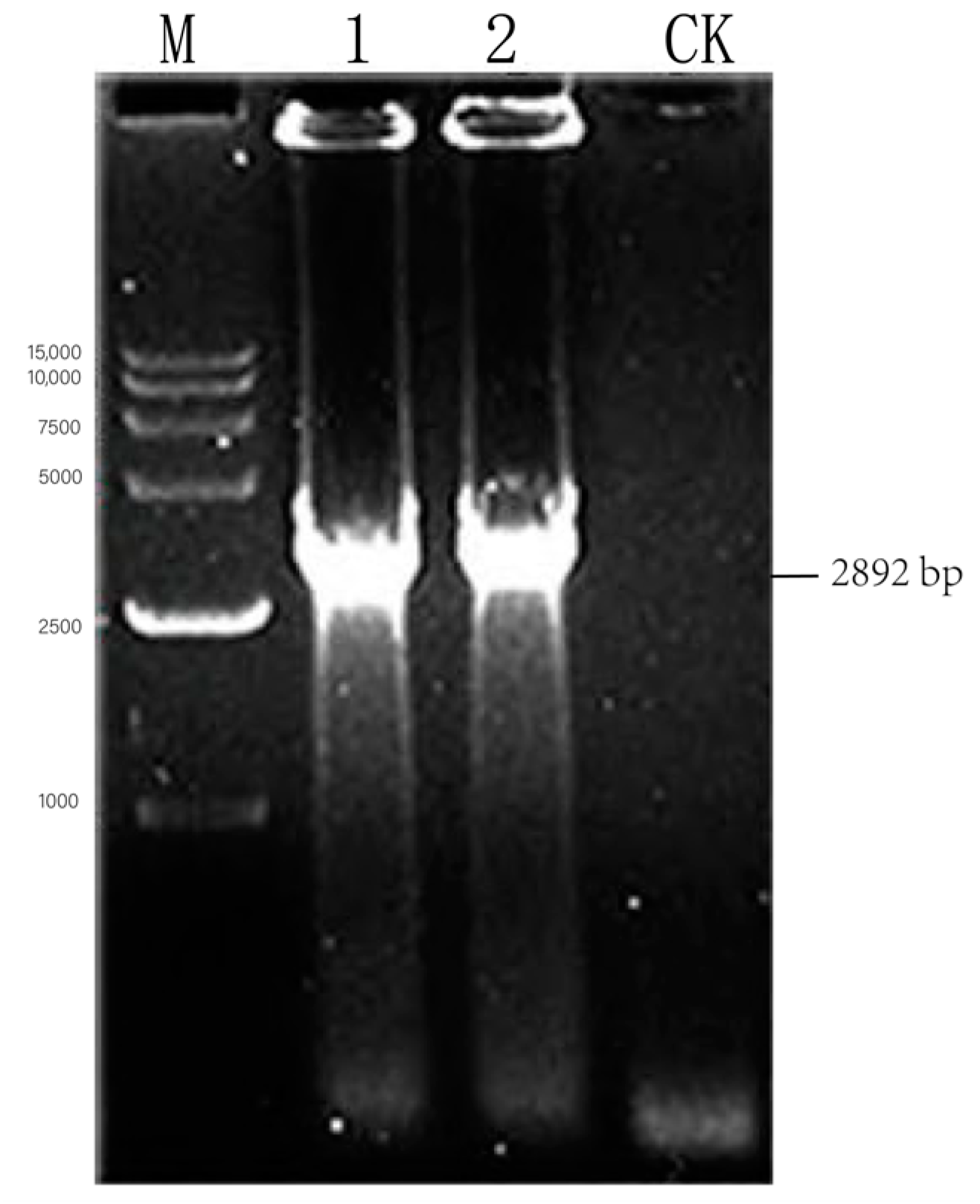 Viruses 17 00030 g005
