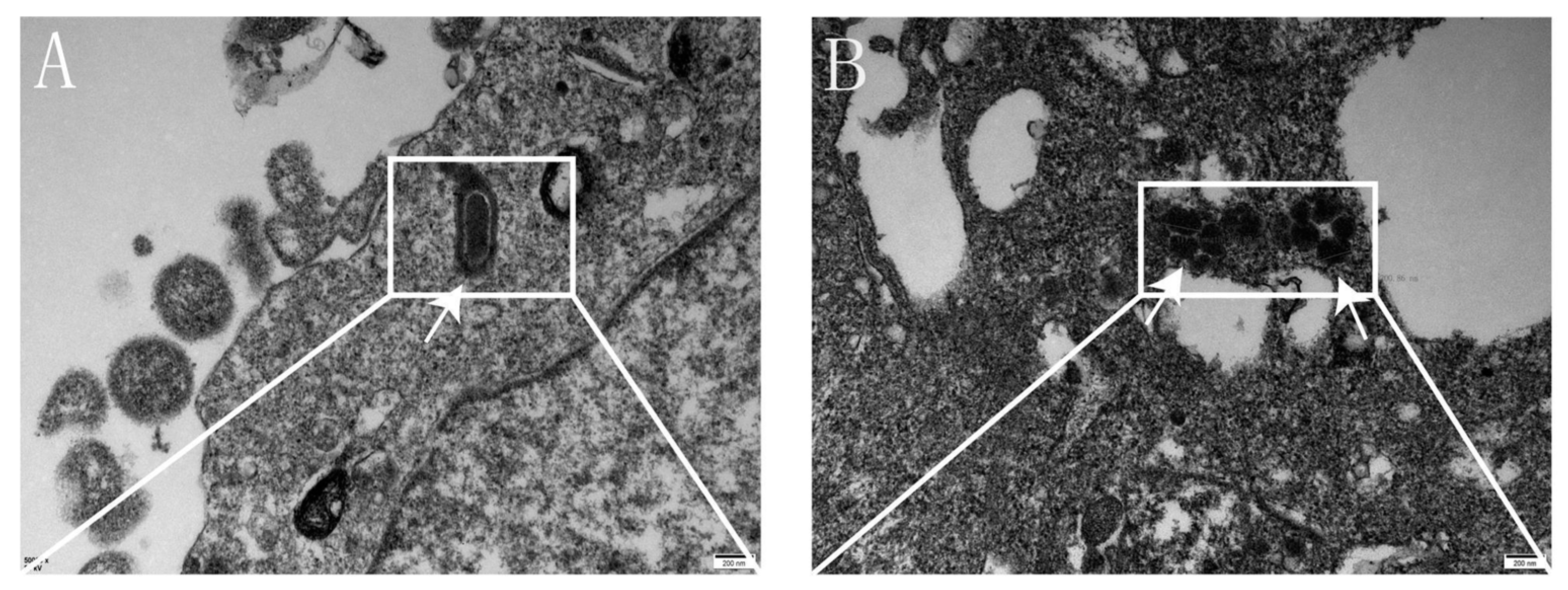 Viruses 17 00030 g012