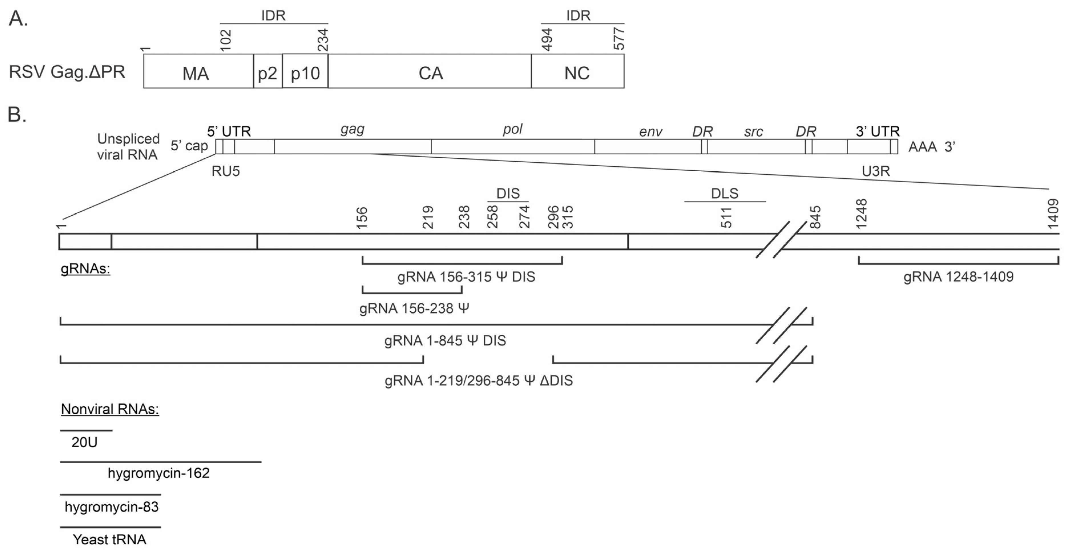 Viruses 17 00097 g001