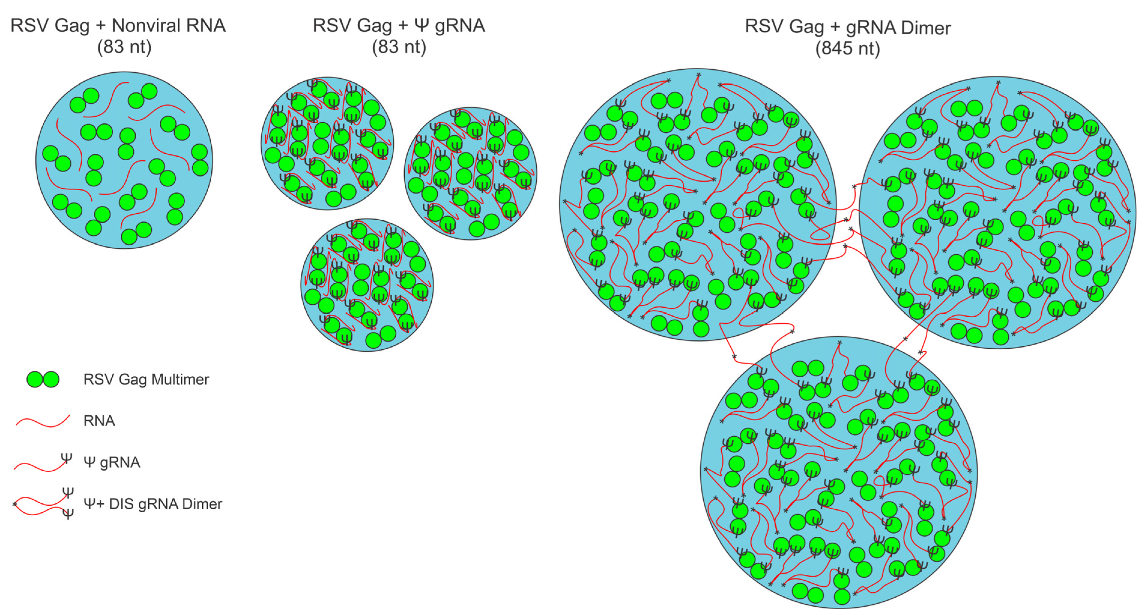 Viruses 17 00097 g012