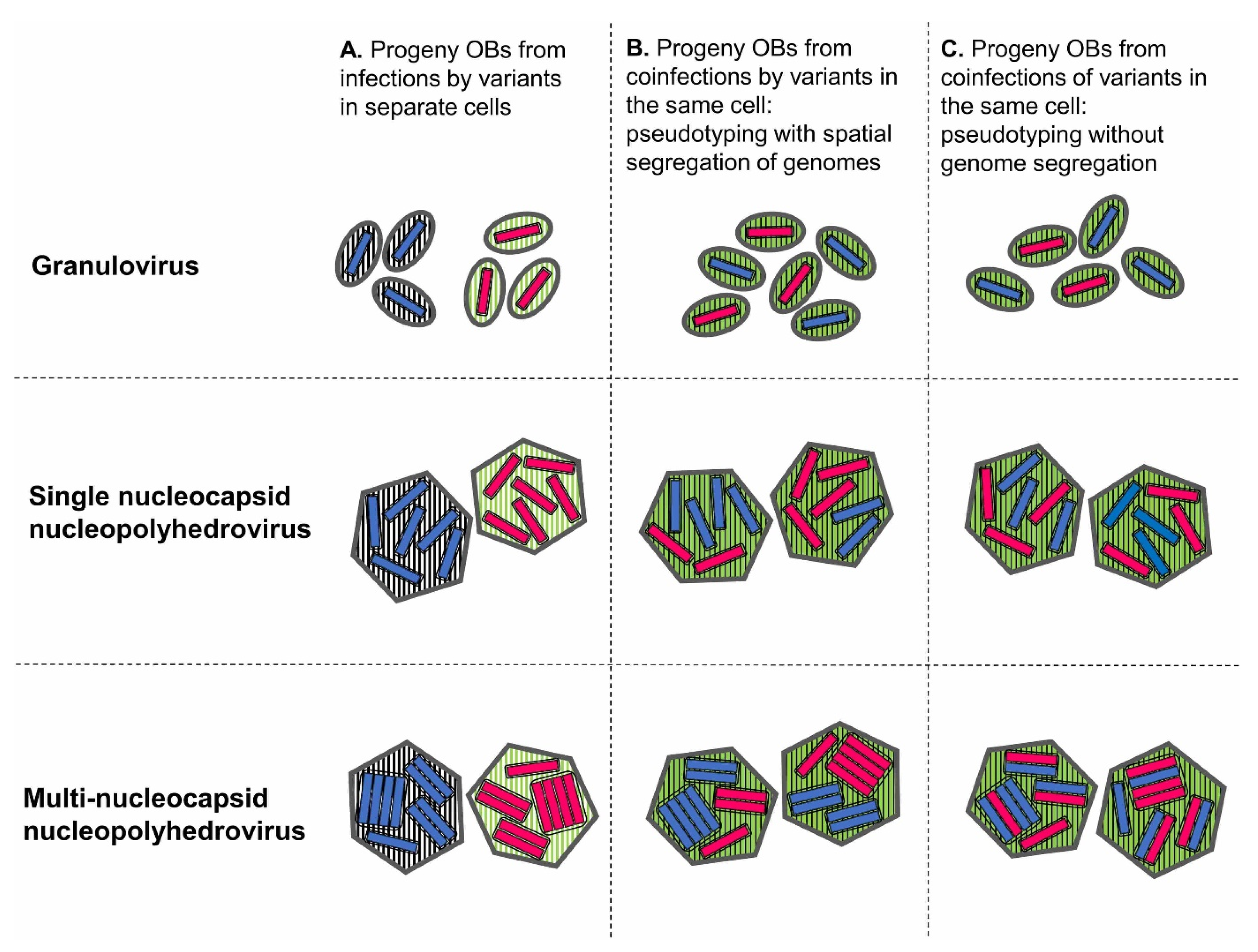 Viruses 17 00142 g001 Viruses 17 00142 g001