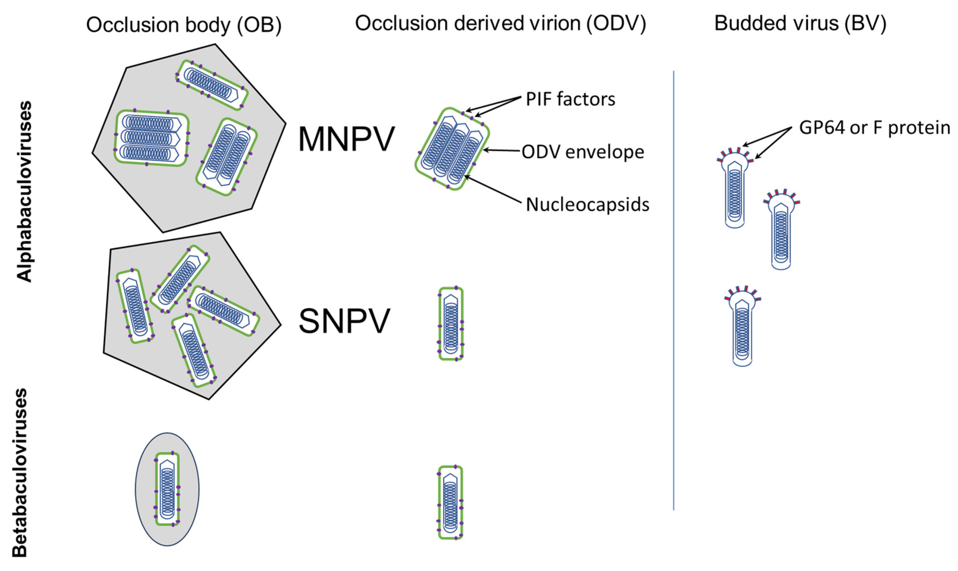 Viruses 17 00142 g002 Viruses 17 00142 g002