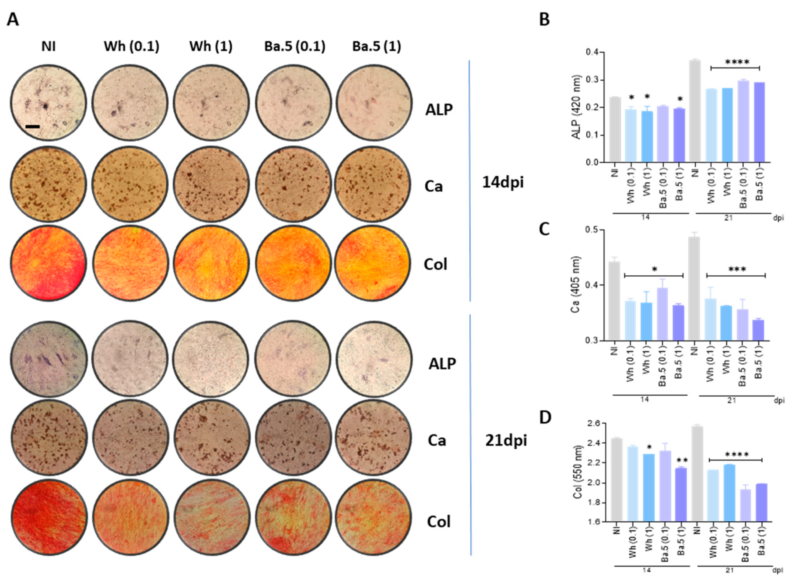 Viruses 17 00143 g003 Viruses 17 00143 g003