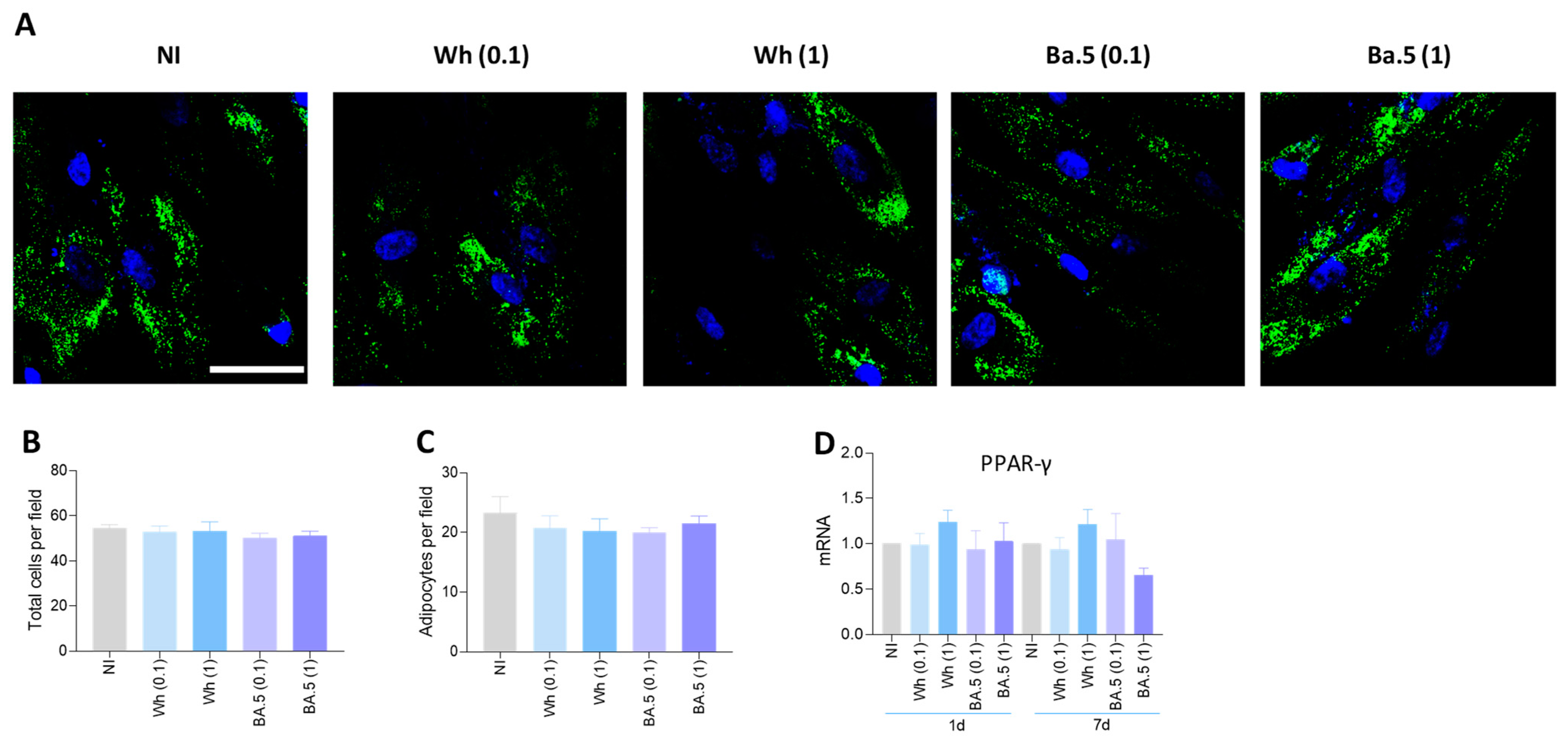 Viruses 17 00143 g008 Viruses 17 00143 g008