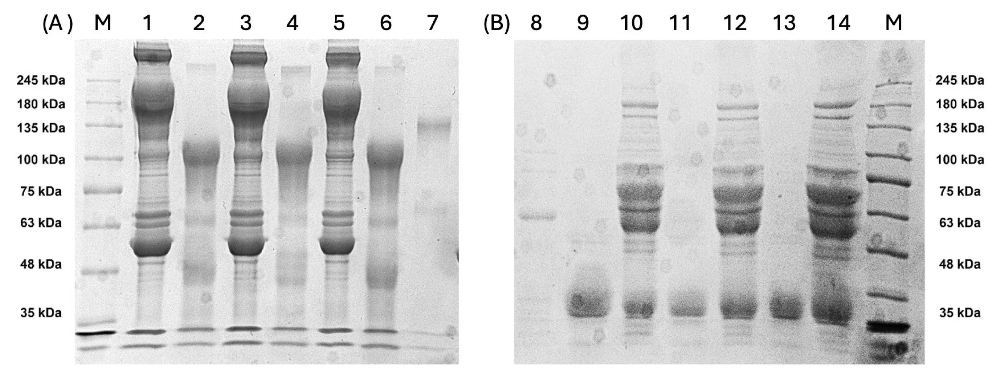 Viruses 17 00165 g003 Viruses 17 00165 g003