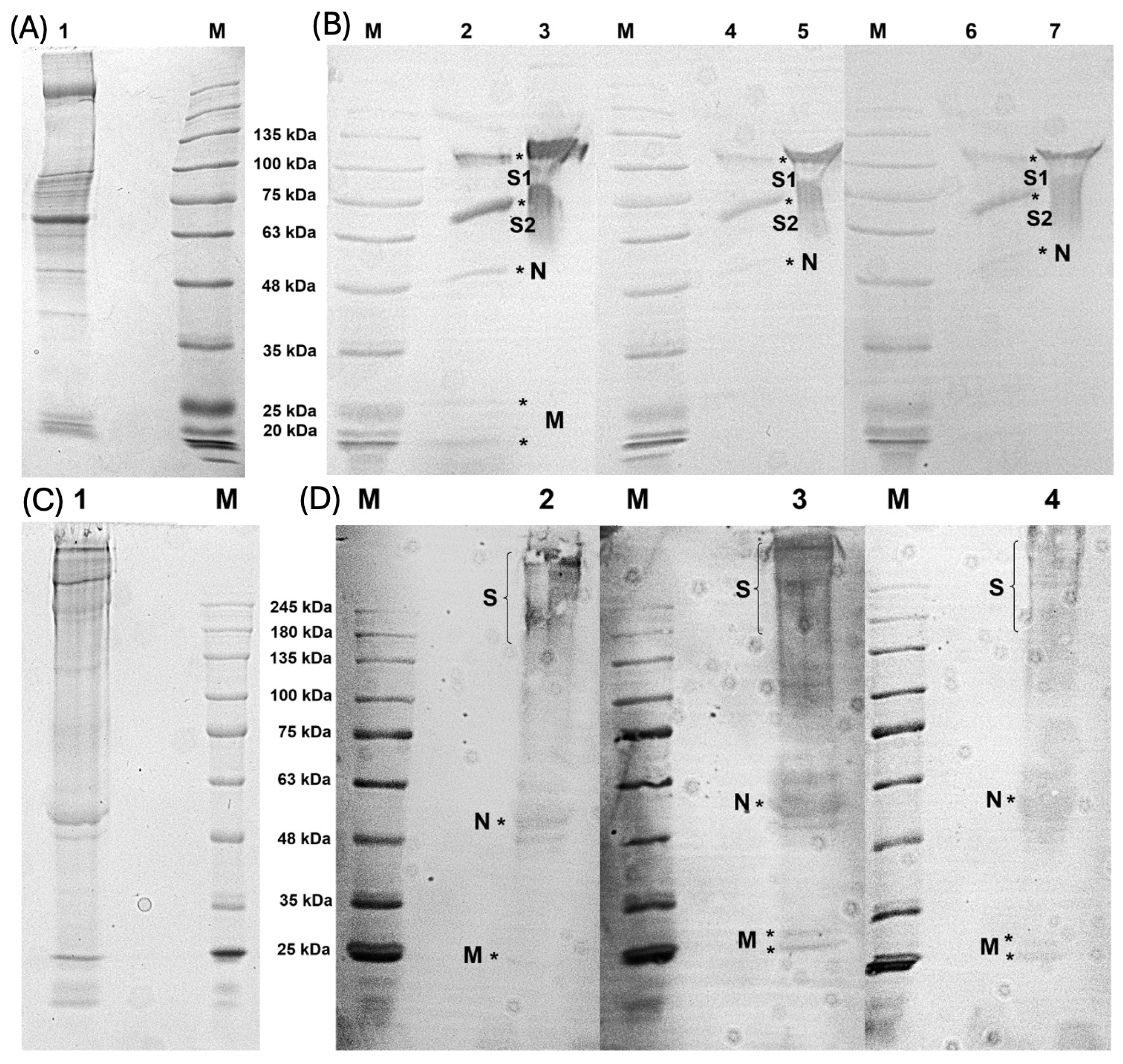 Viruses 17 00165 g005 Viruses 17 00165 g005