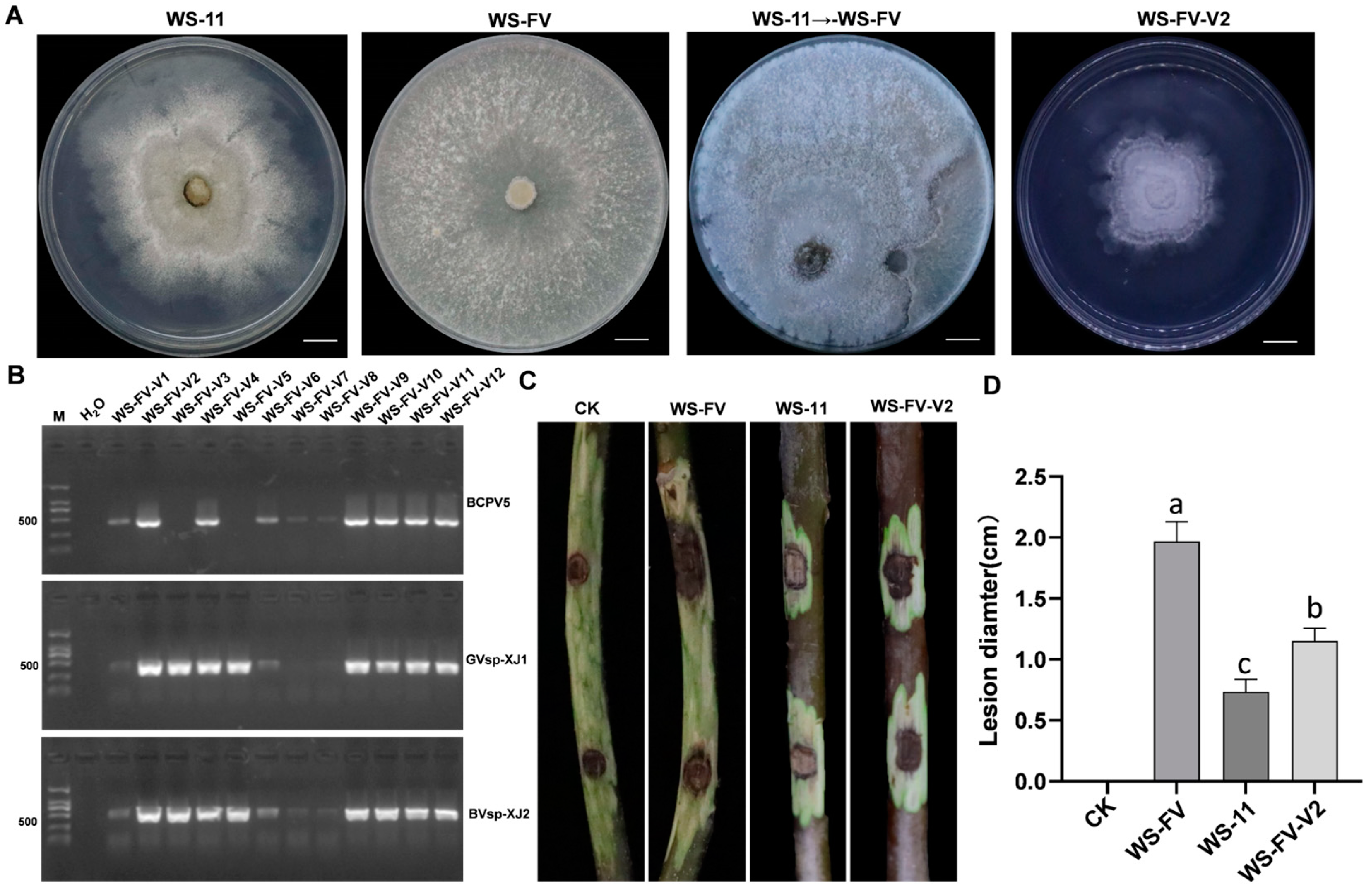 Viruses 17 00180 g006