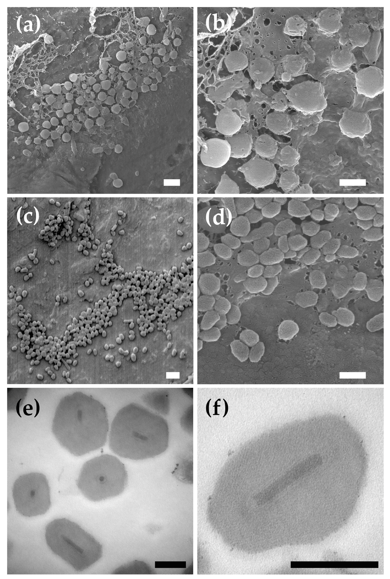 Viruses 17 00202 g001 Viruses 17 00202 g001