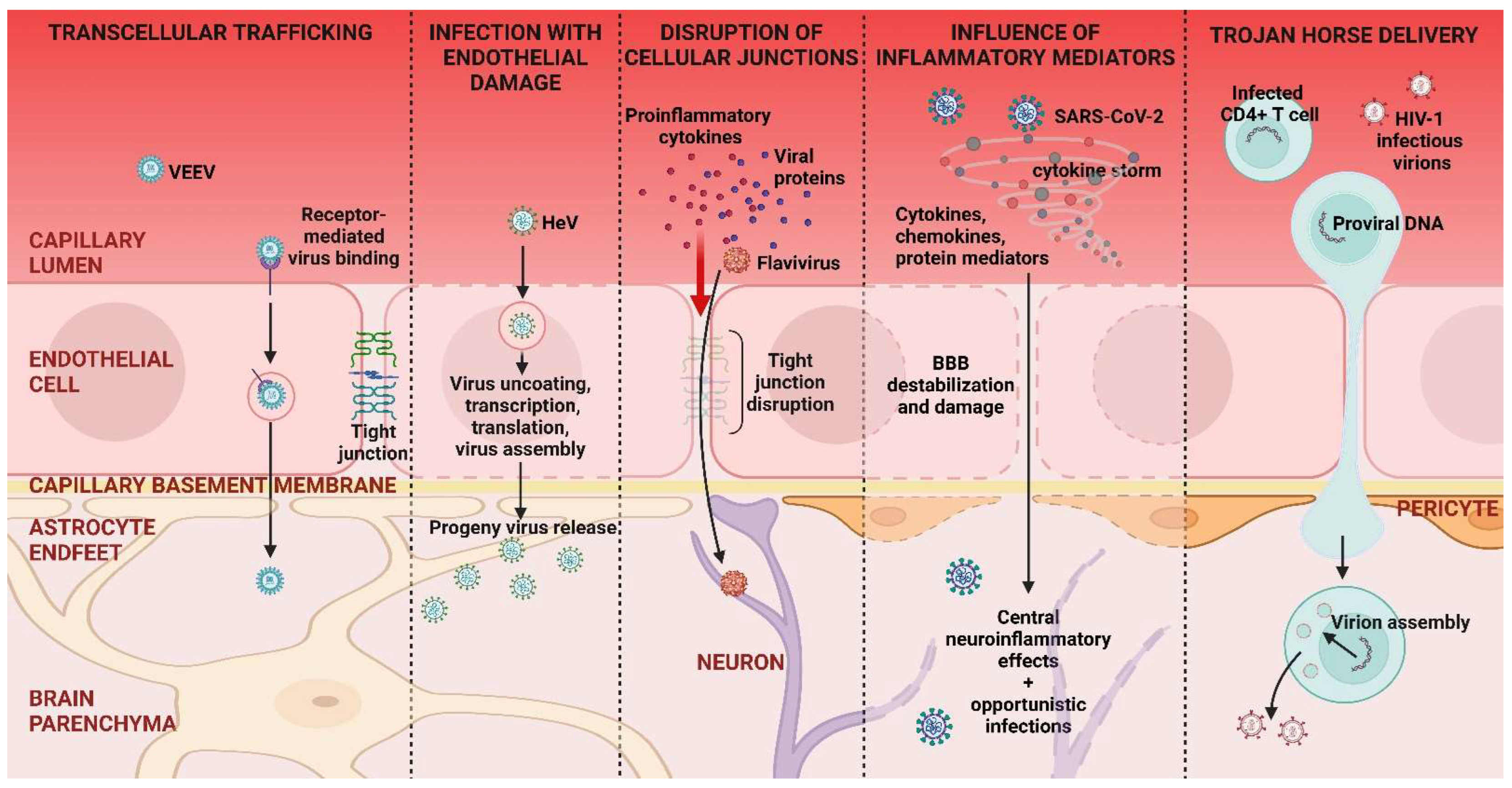 Viruses 17 00203 g001