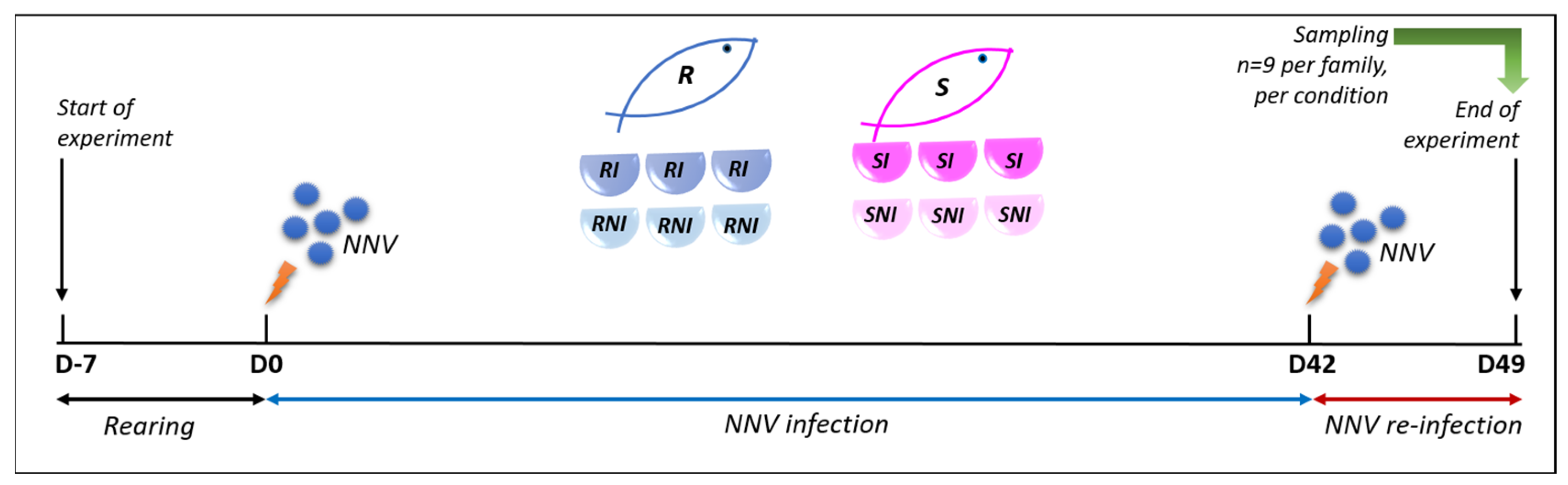 Viruses 17 00230 g001 Viruses 17 00230 g001