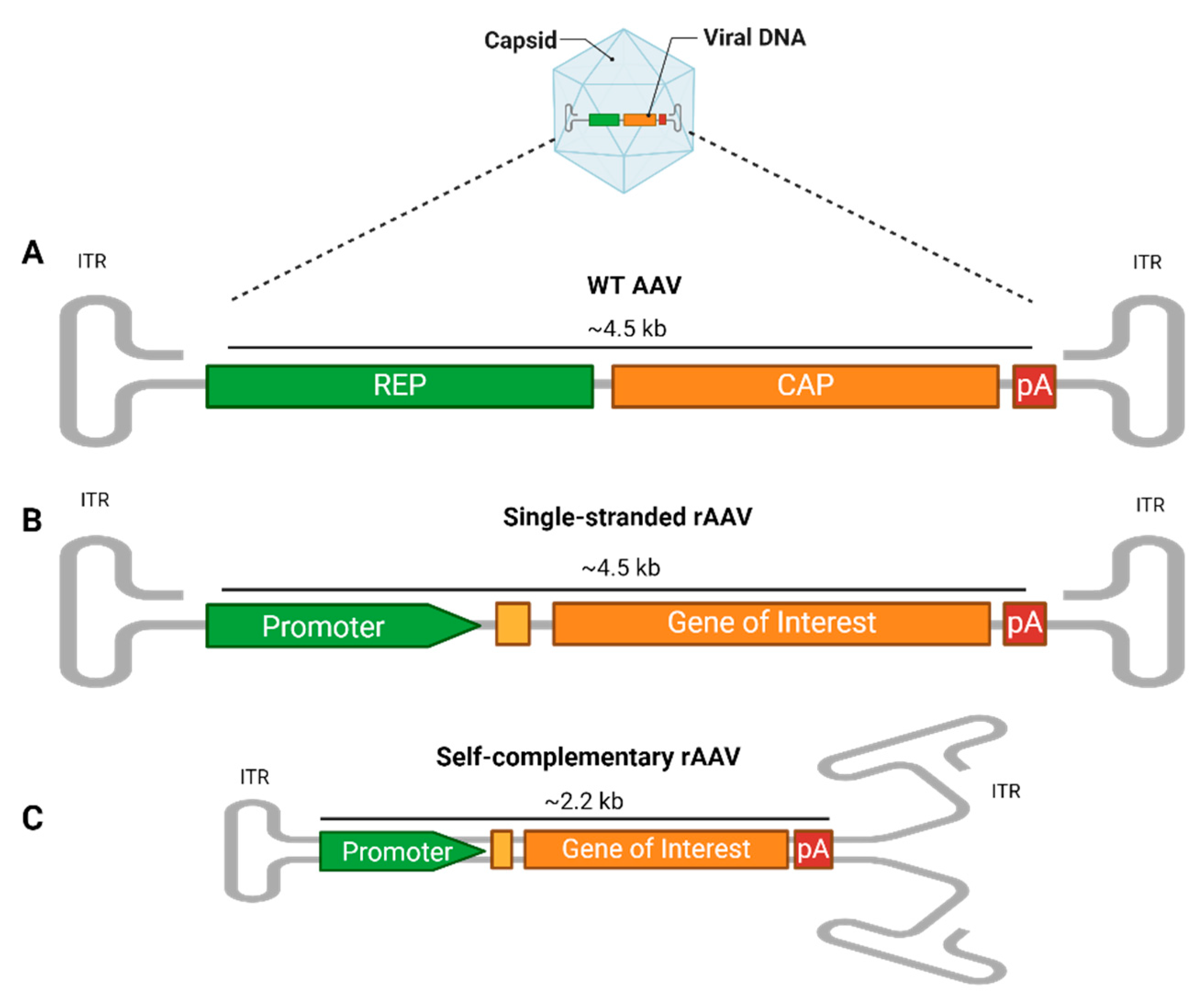 Viruses 17 00239 g001 Viruses 17 00239 g001
