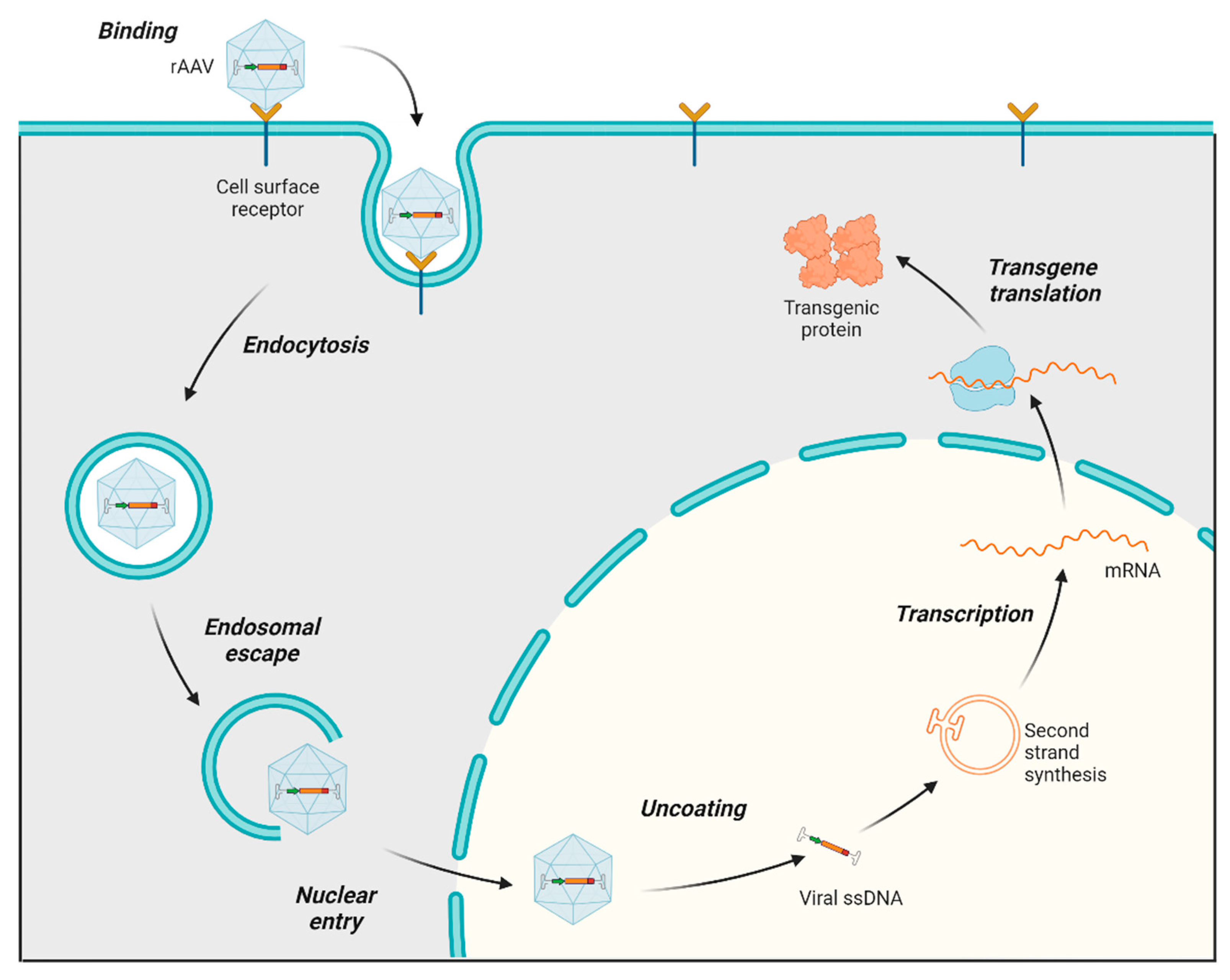 Viruses 17 00239 g002 Viruses 17 00239 g002