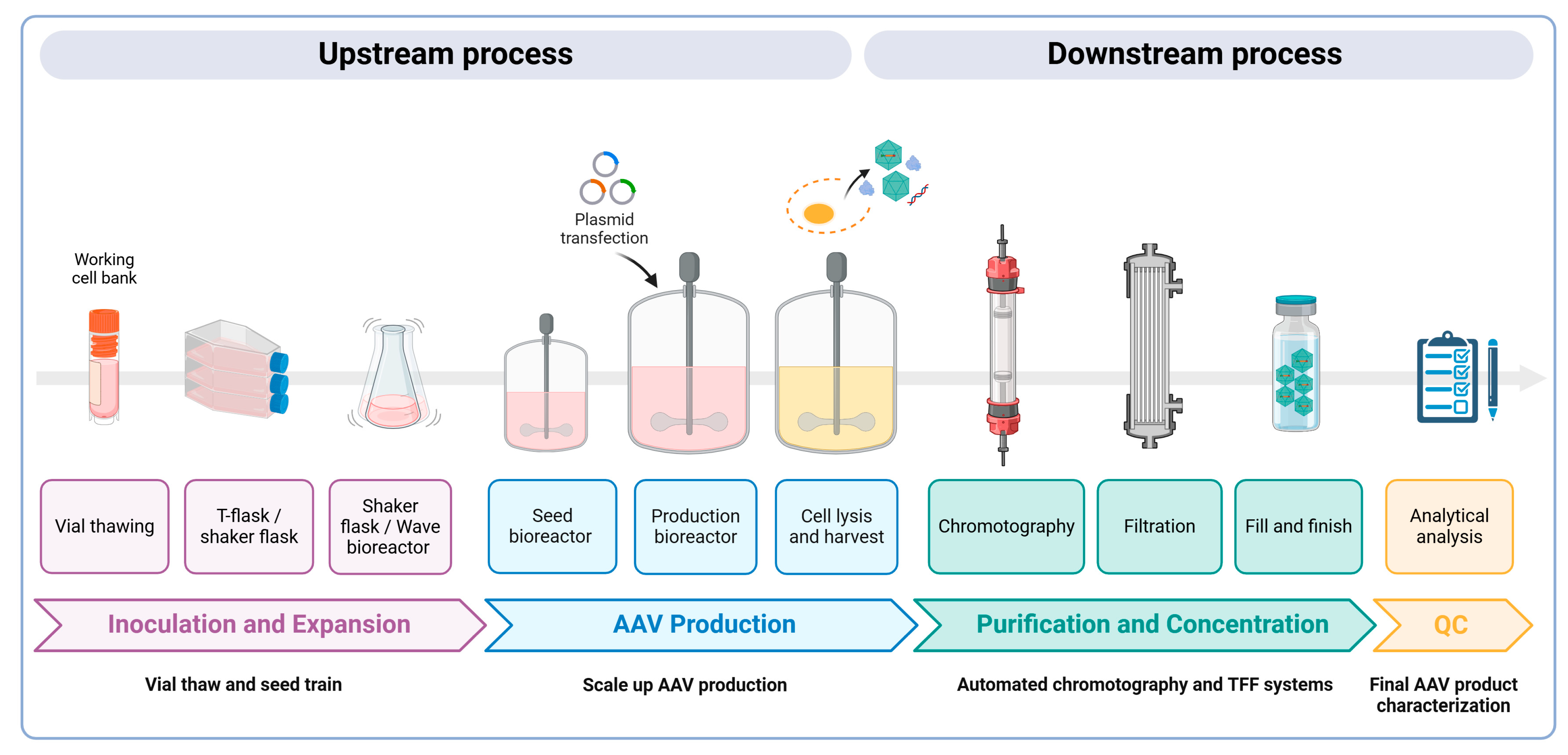 Viruses 17 00239 g003 Viruses 17 00239 g003