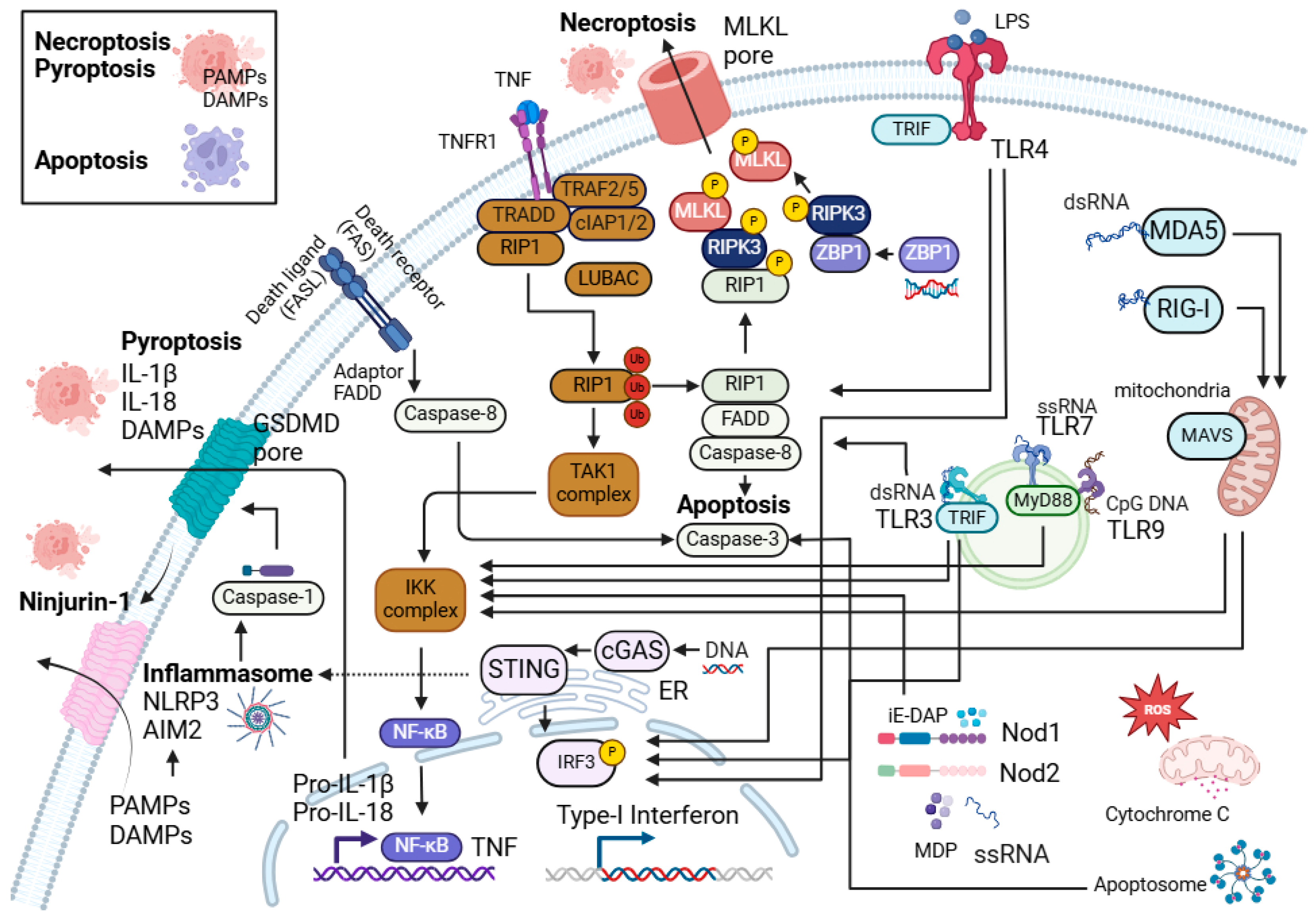 Viruses 17 00241 g002