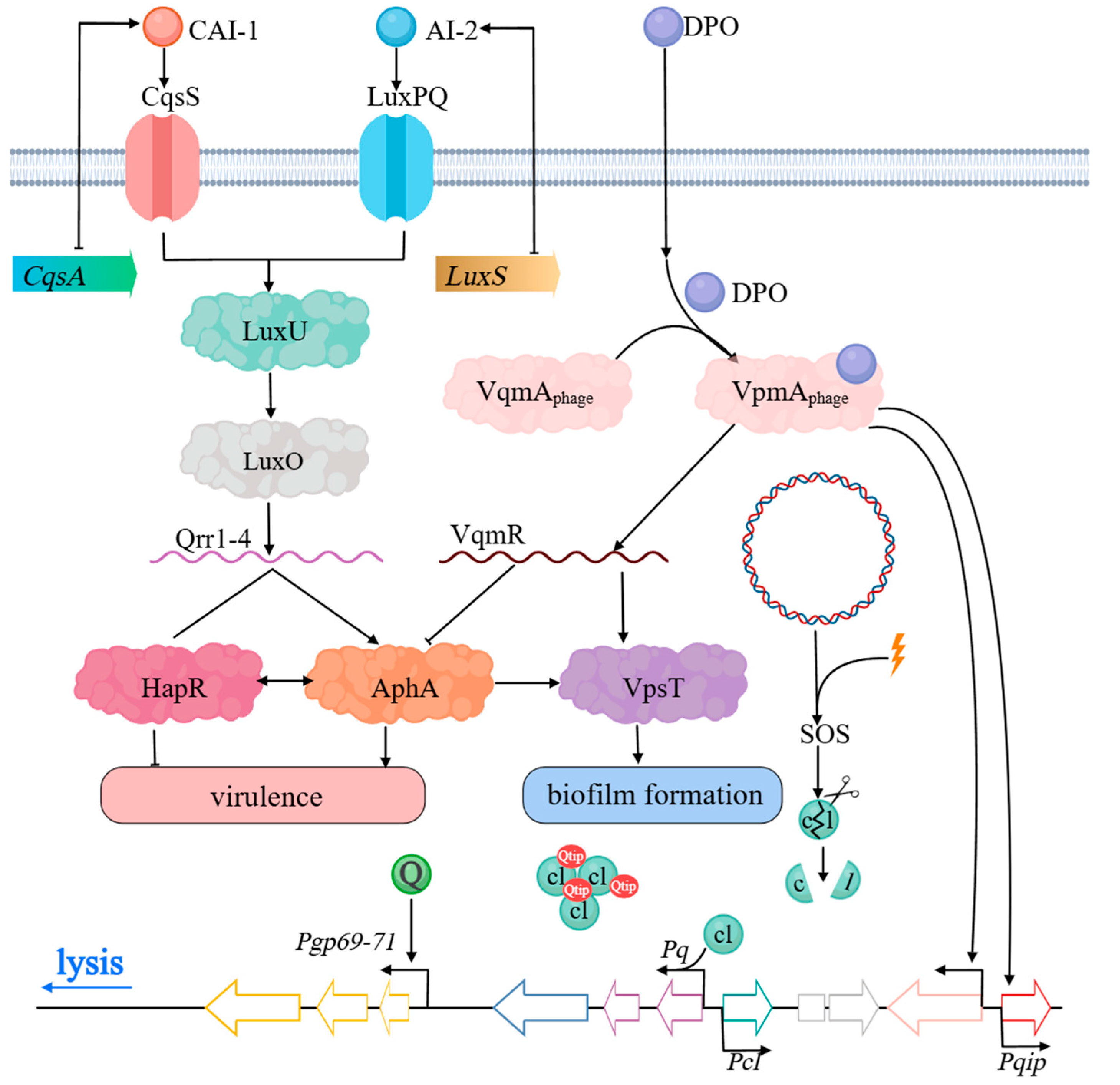 Viruses 17 00317 g004
