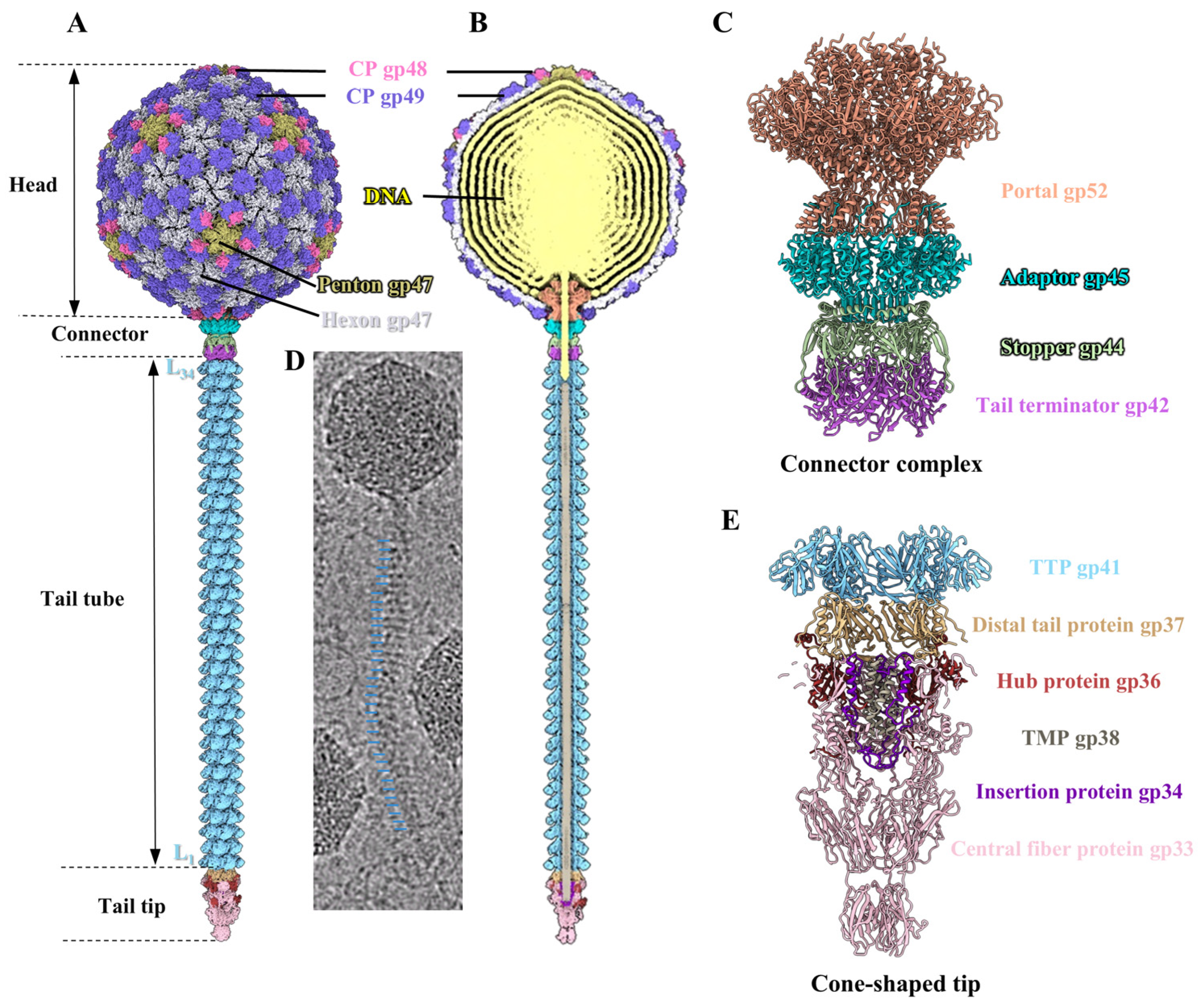 Viruses 17 00351 g001