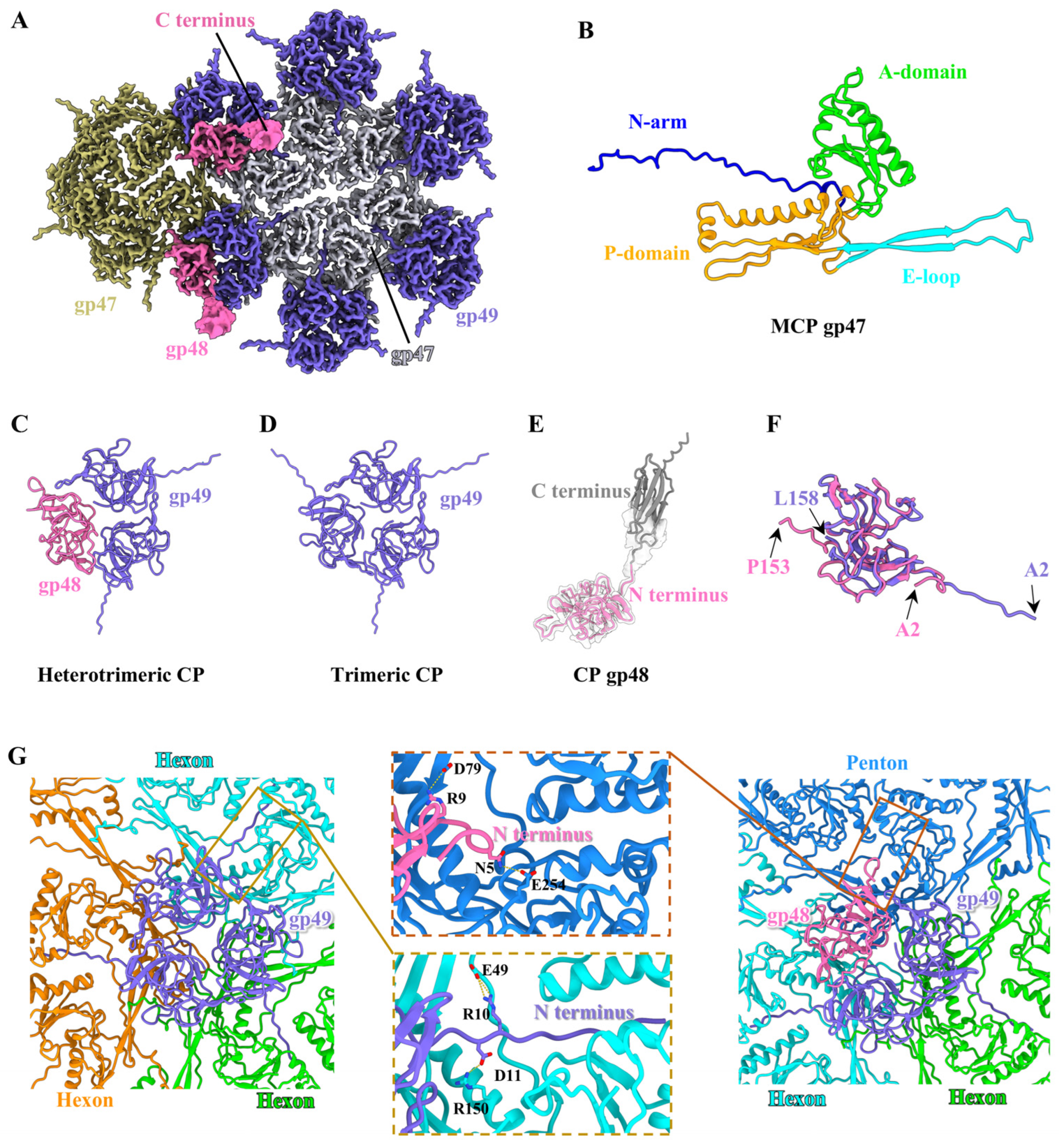 Viruses 17 00351 g002