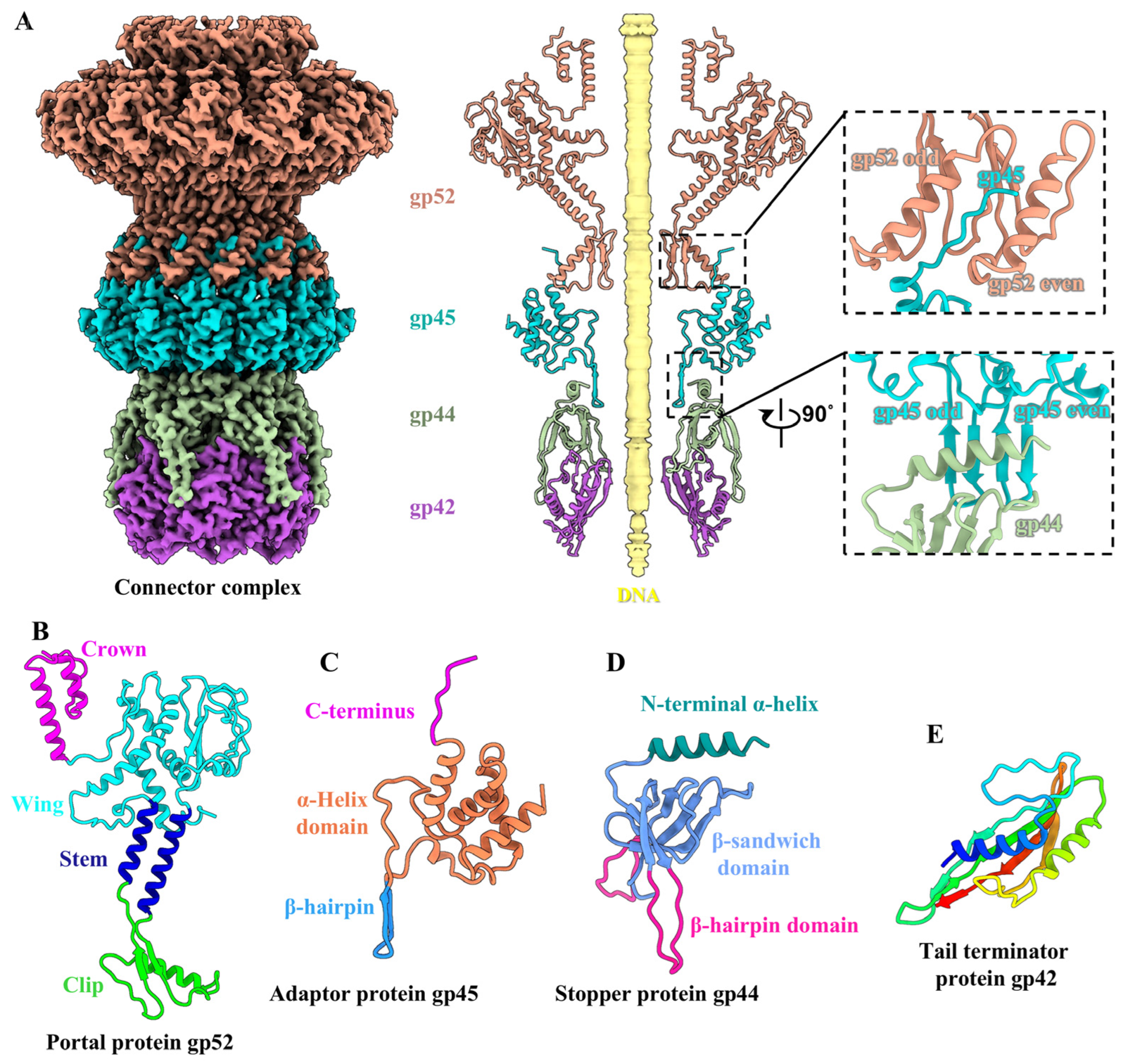 Viruses 17 00351 g003