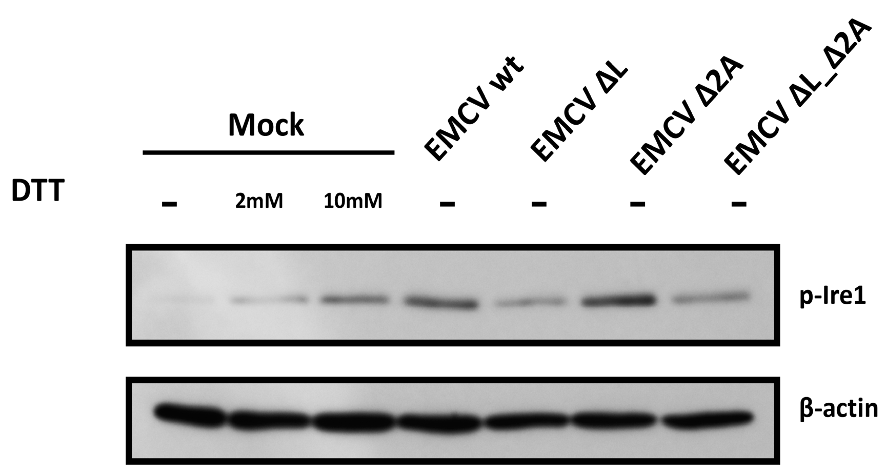 Viruses 17 00360 g002