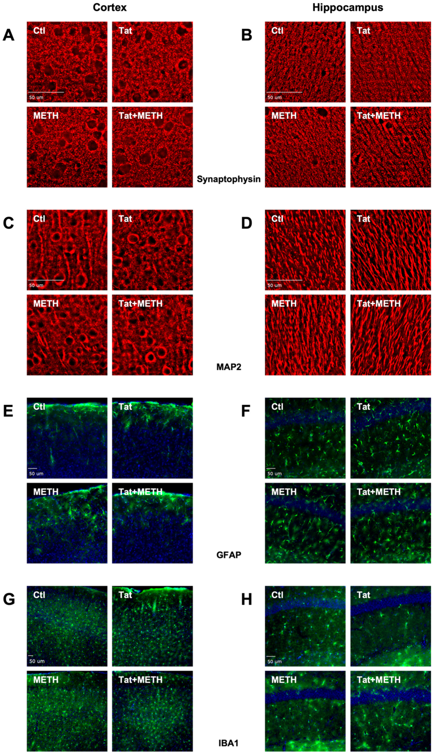 Viruses 17 00361 g003
