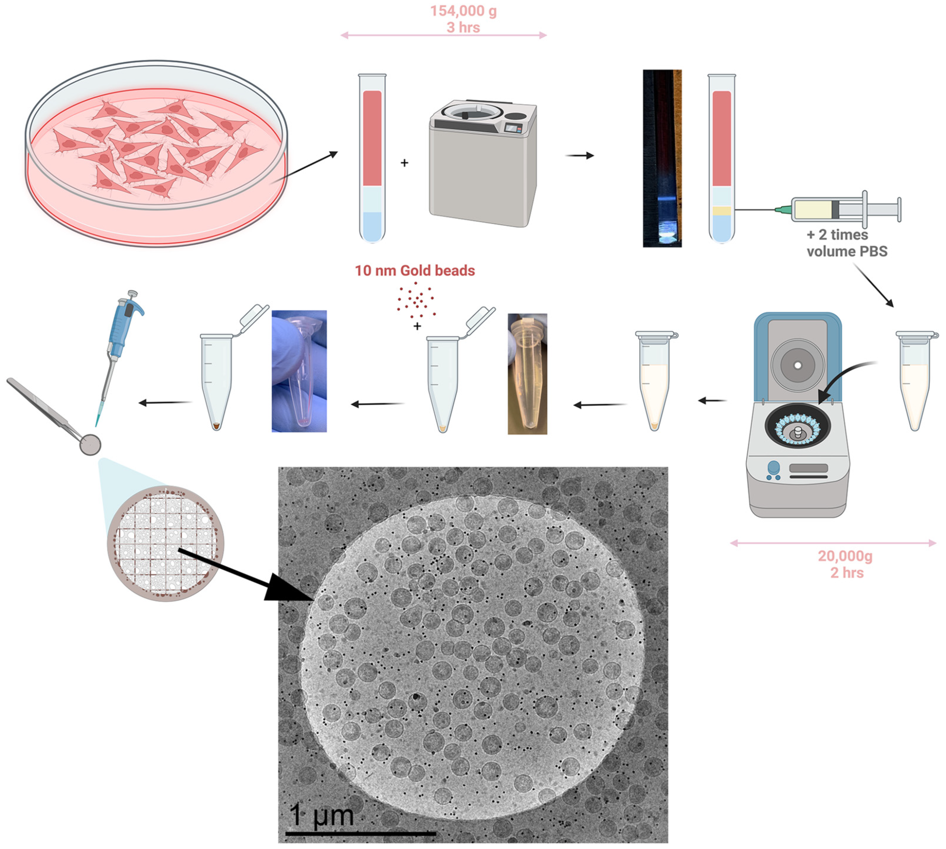 Viruses 17 00364 g002
