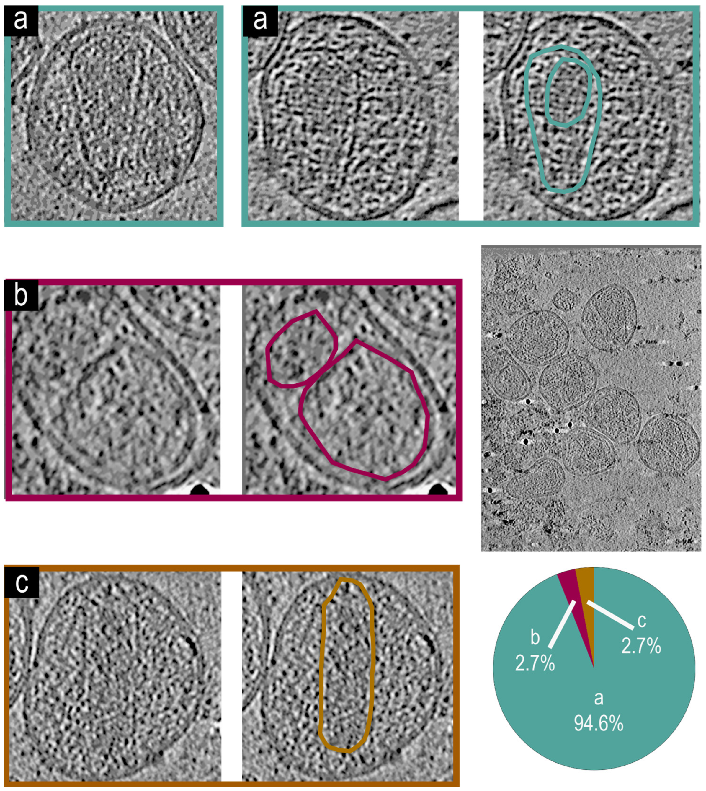 Viruses 17 00364 g003