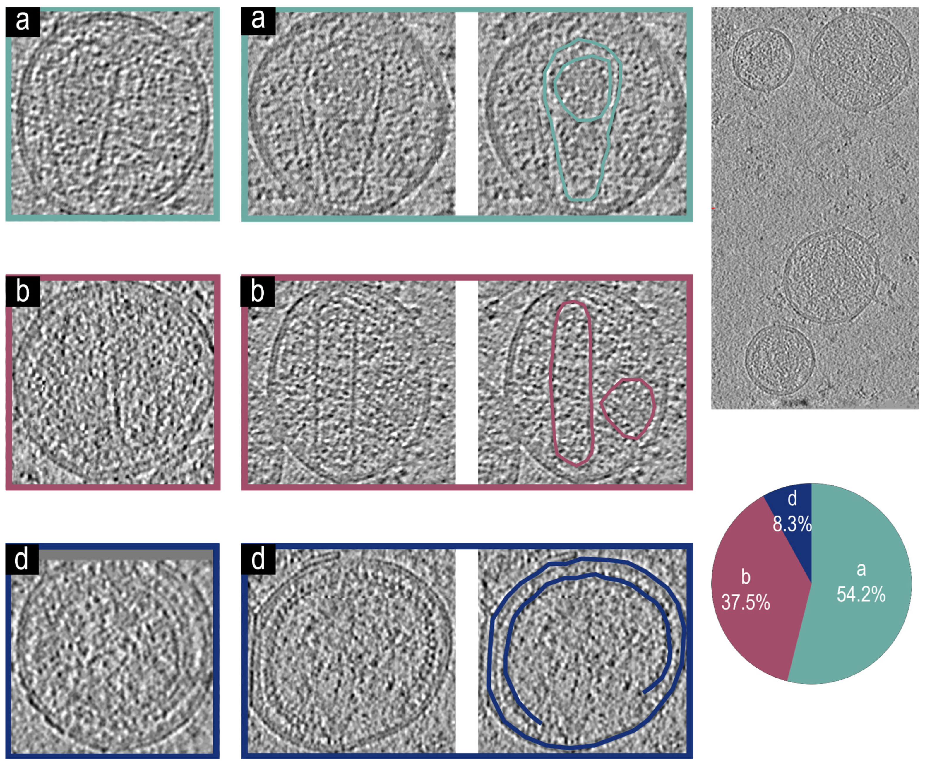 Viruses 17 00364 g004