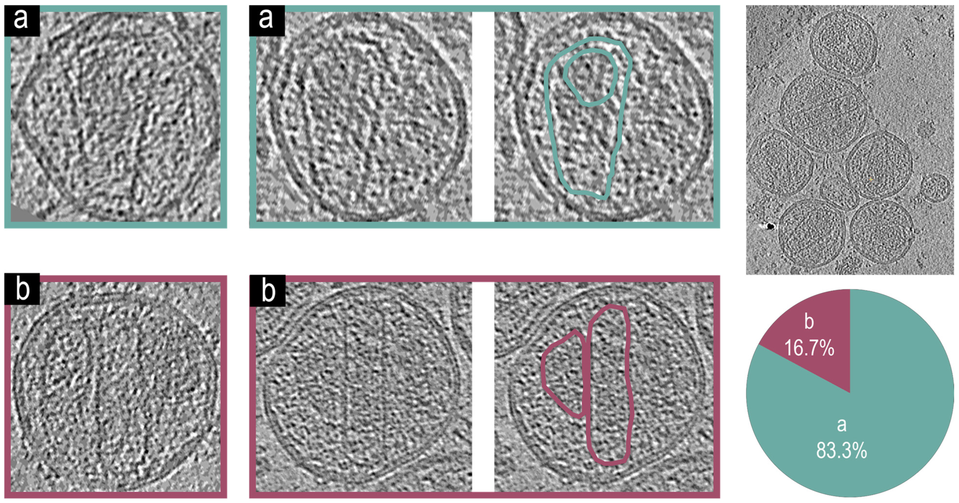 Viruses 17 00364 g005