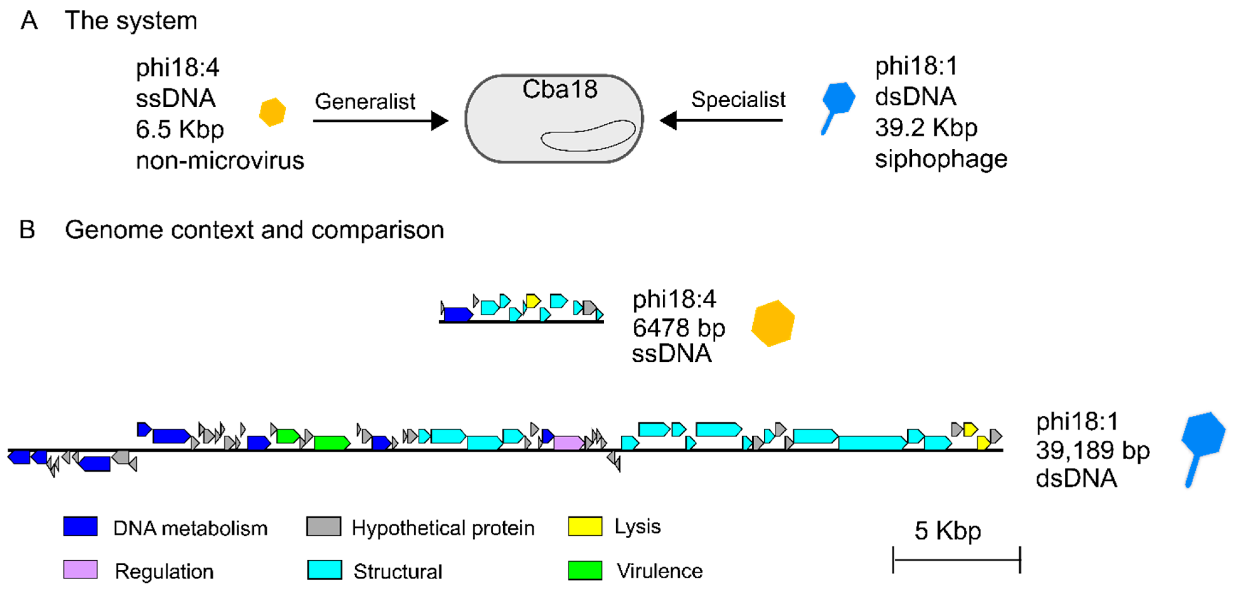 Viruses 17 00365 g001