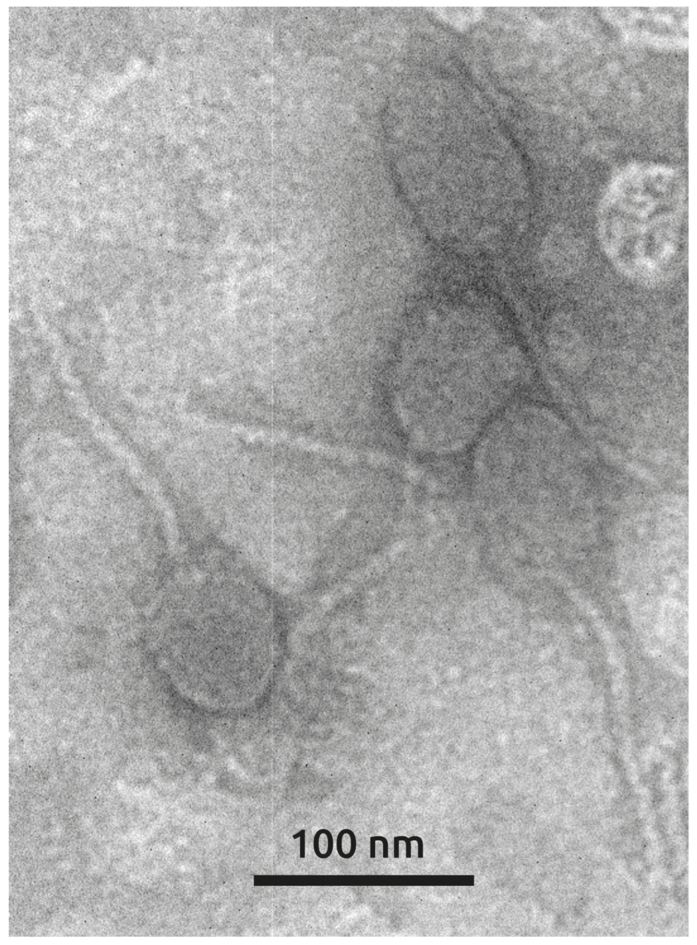 Viruses 17 00369 g002