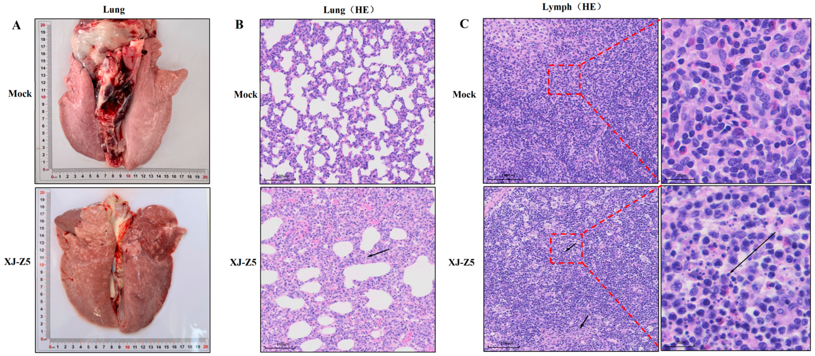 Viruses 17 00379 g005