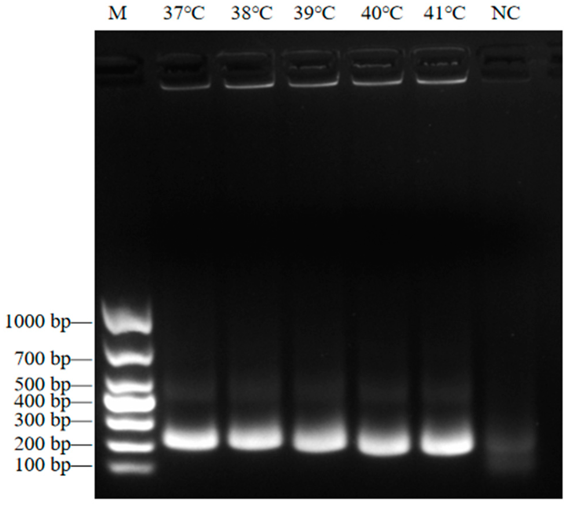 Viruses 17 00483 g003