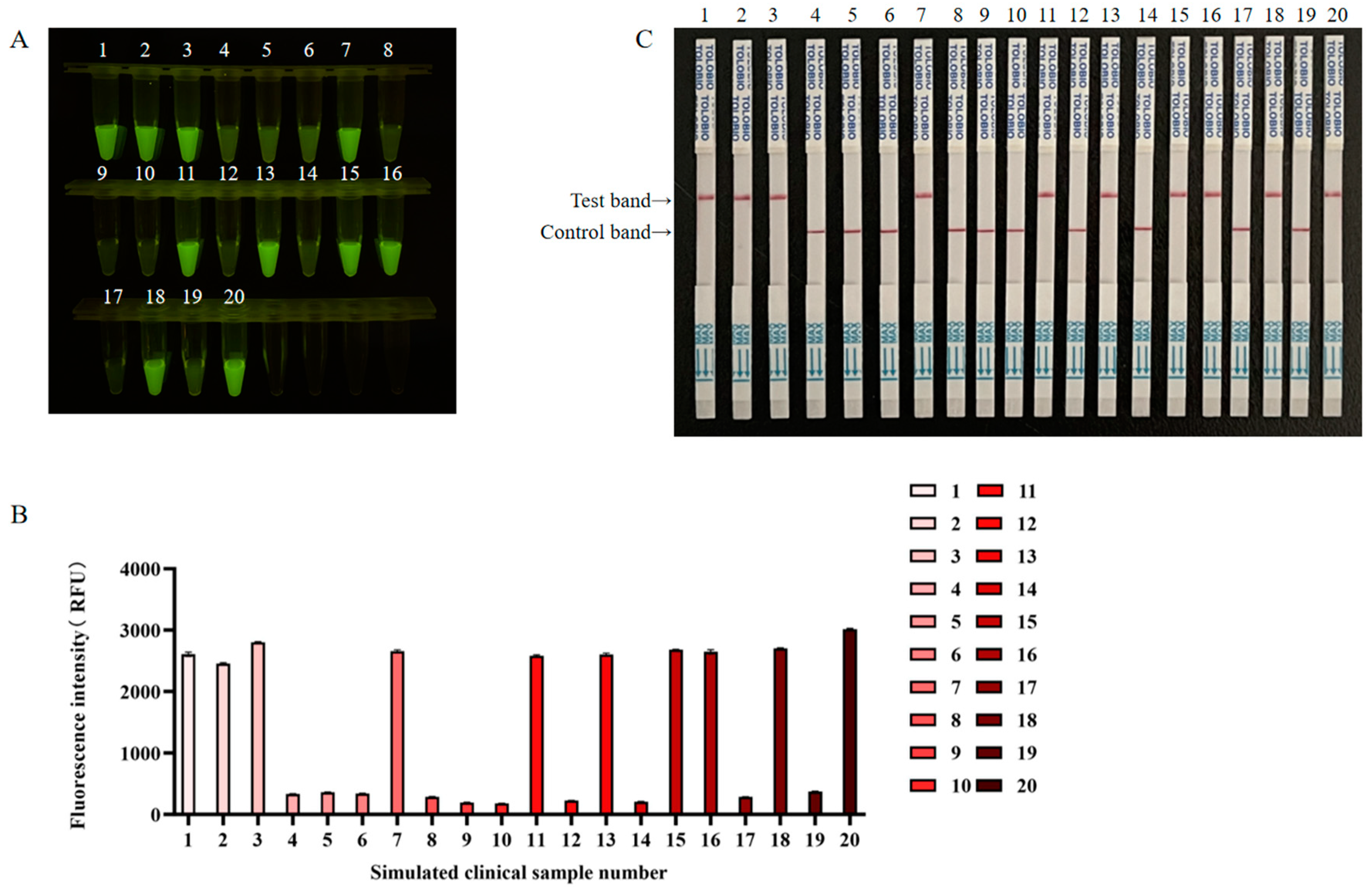 Viruses 17 00483 g007