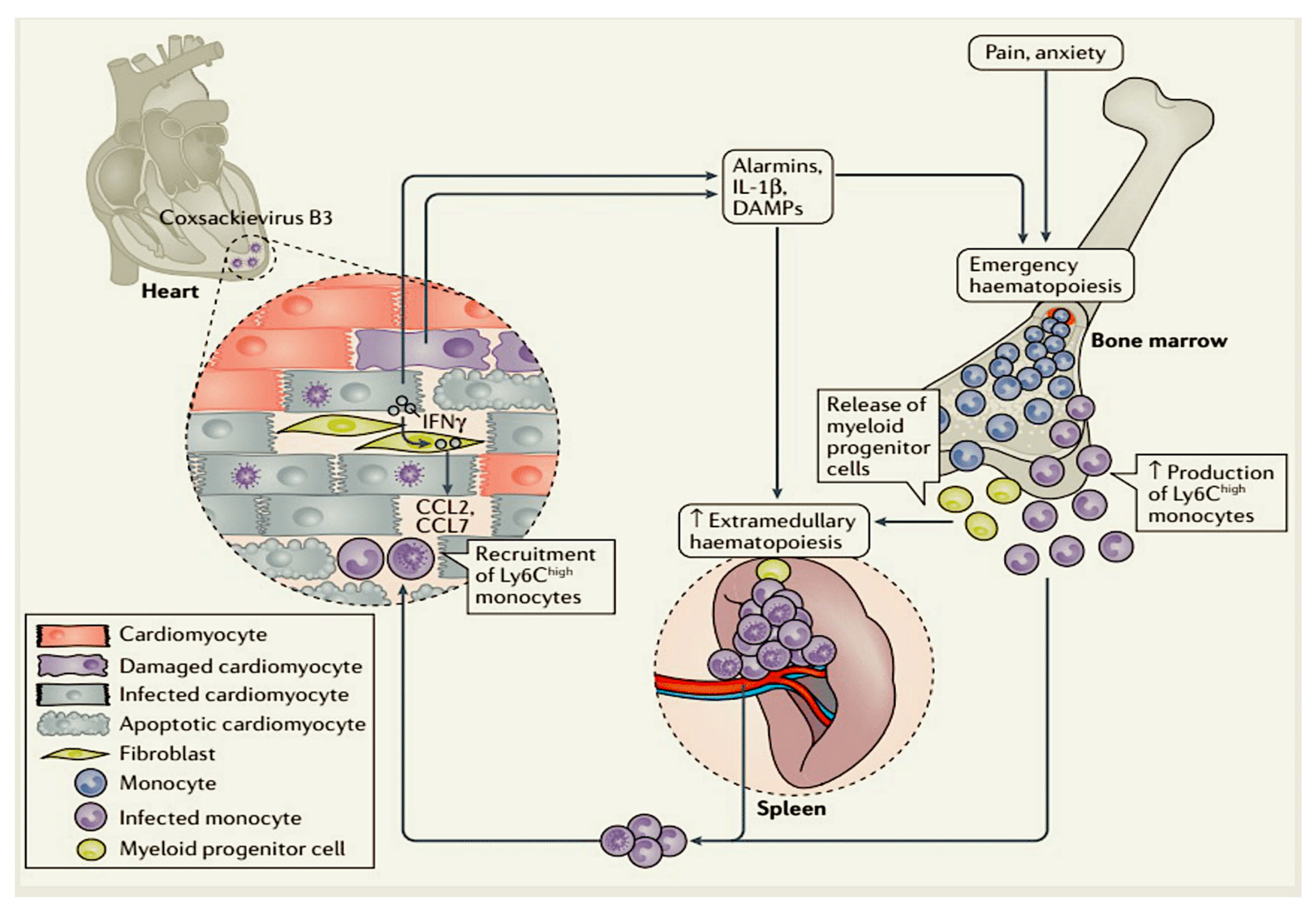 Viruses 17 00484 g002 Viruses 17 00484 g002