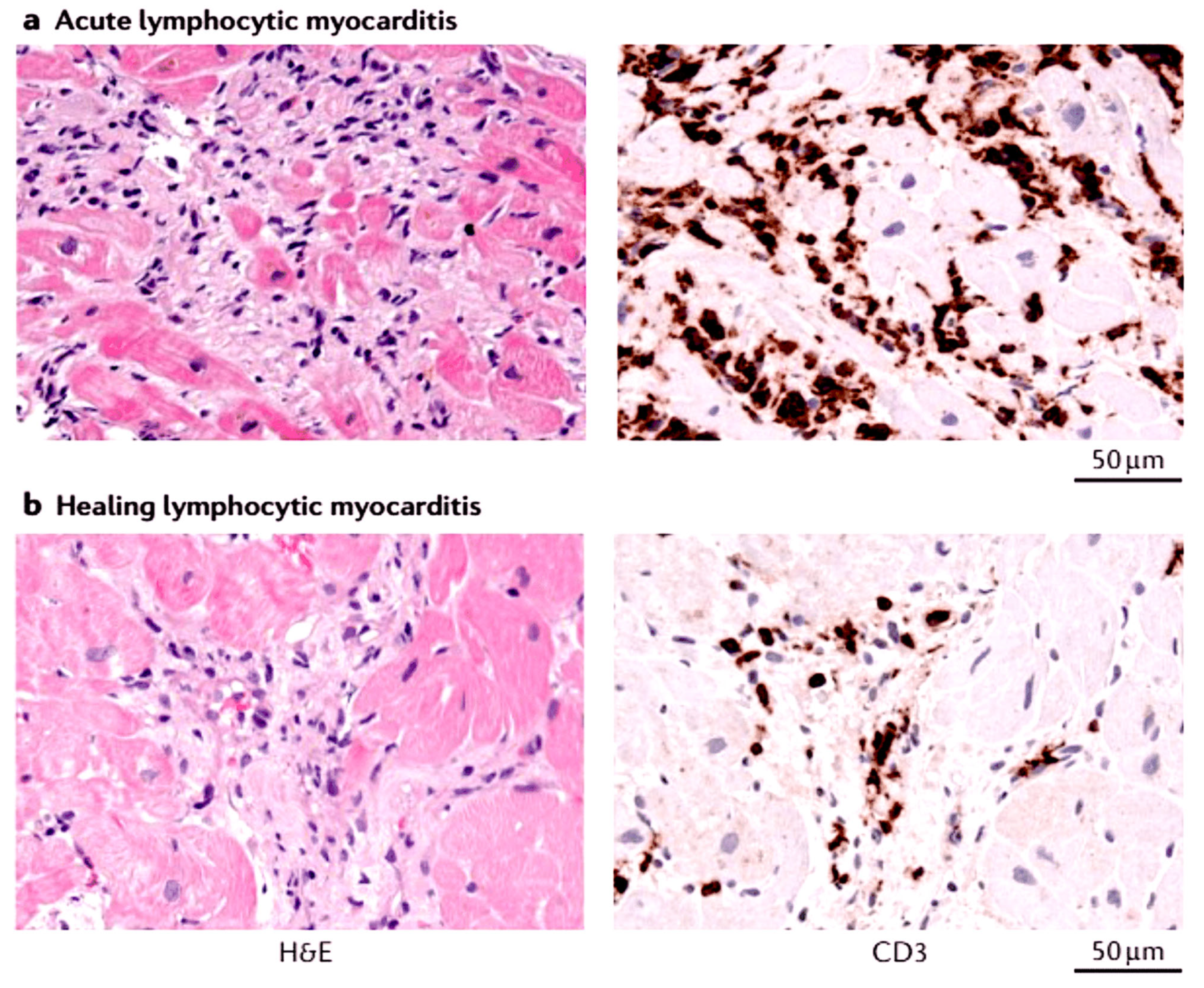 Viruses 17 00484 g003 Viruses 17 00484 g003
